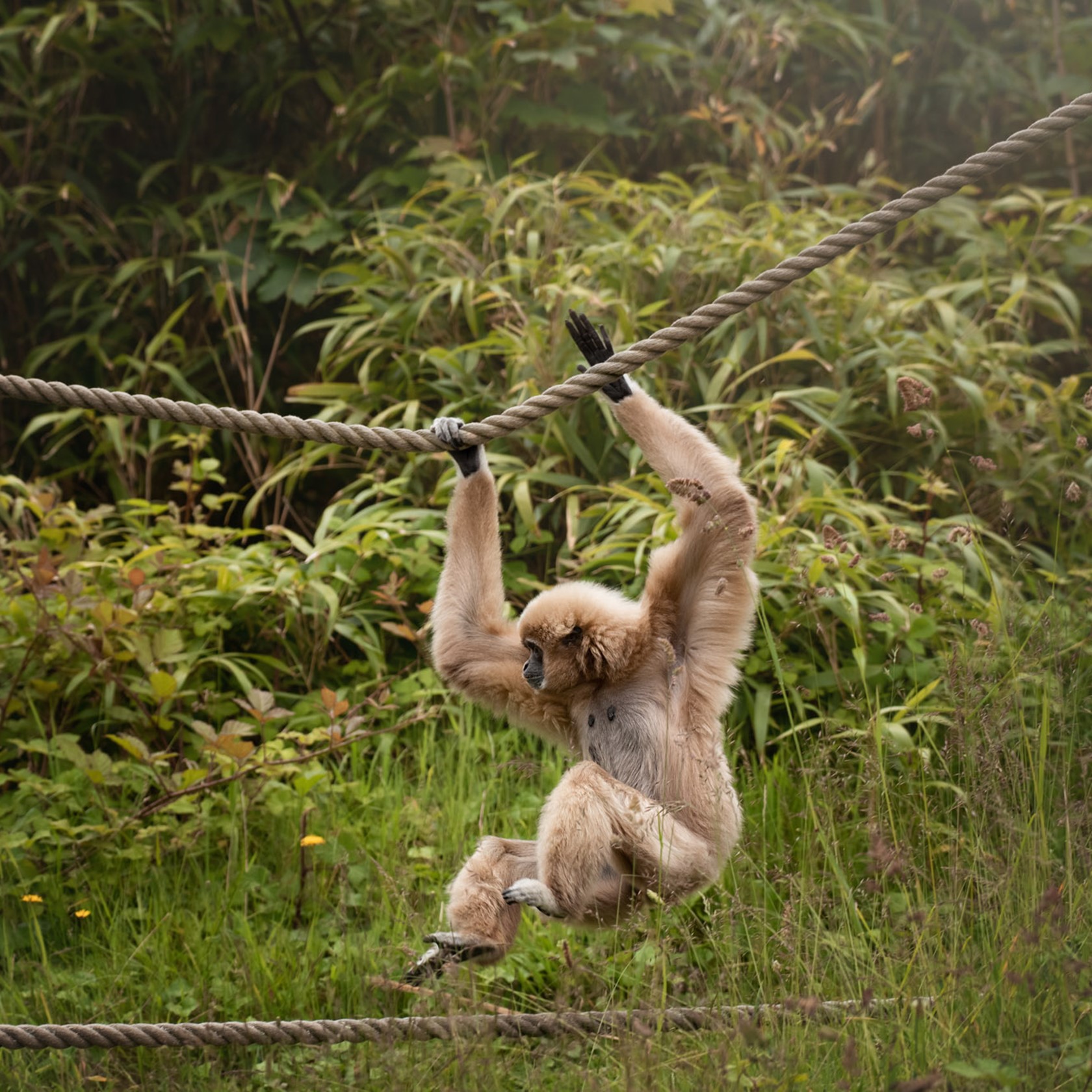 White-handed gibbon swings across a rope at Jersey Zoo