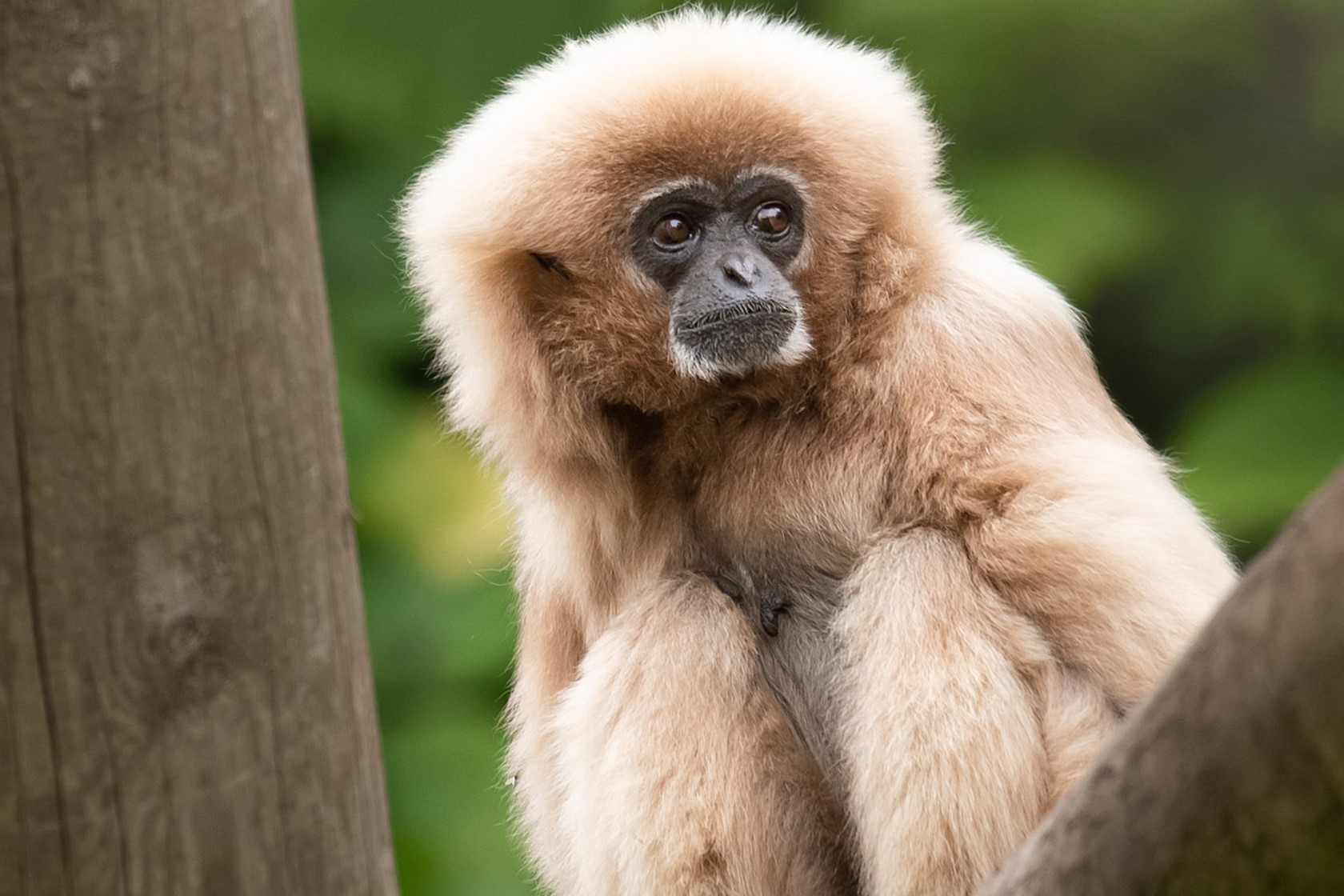 A white-handed gibbon perched on a log at Jersey Zoo
