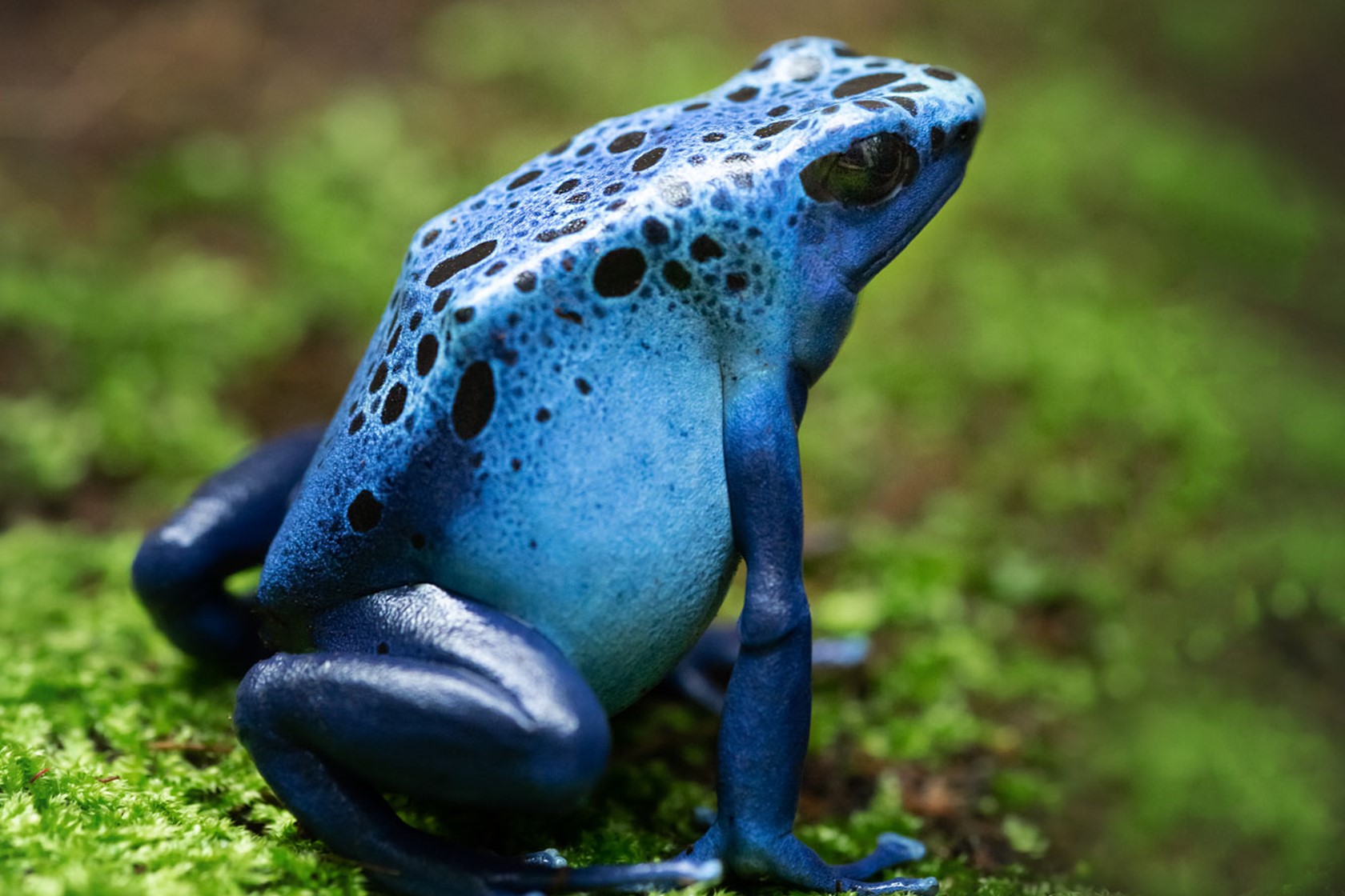 Blue Poison Frog 2021 02
