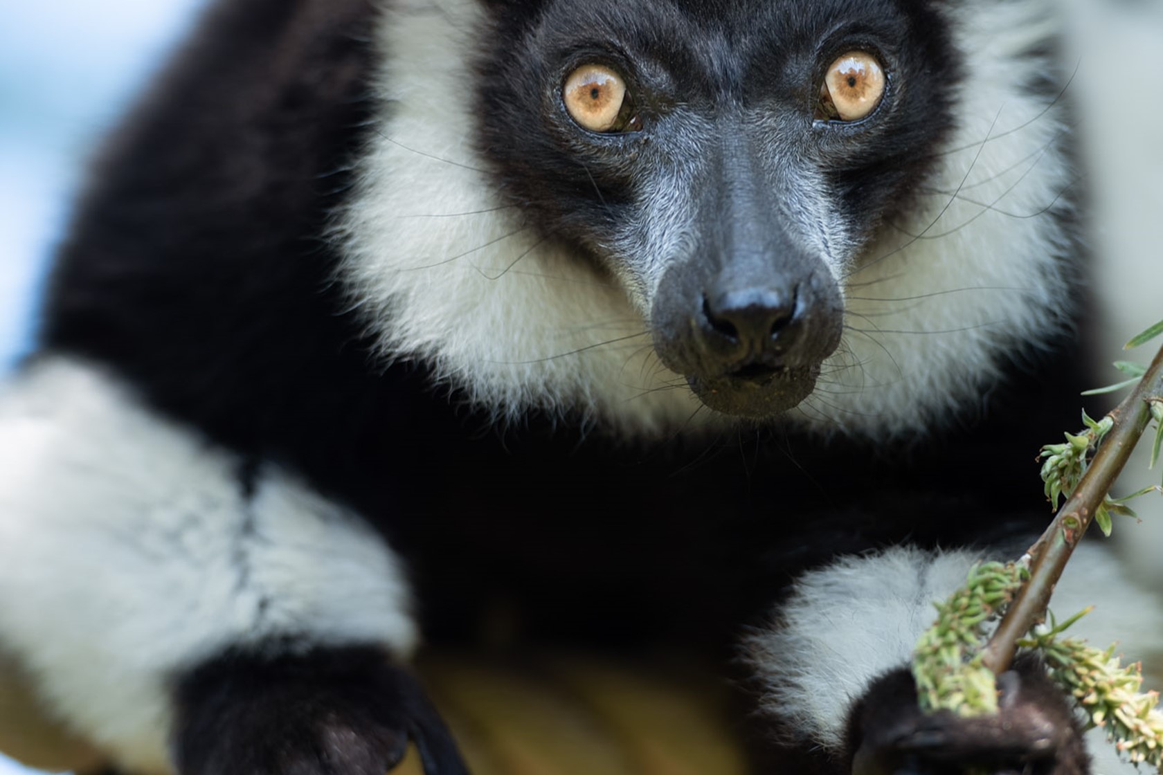 Black And White Ruffed Lemur 2021 15
