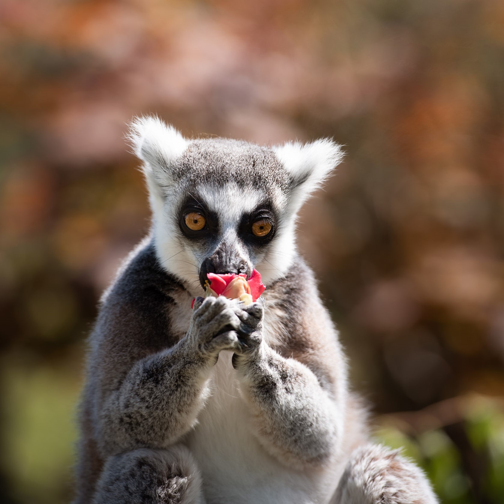 Ring Tailed Lemur 2021 10