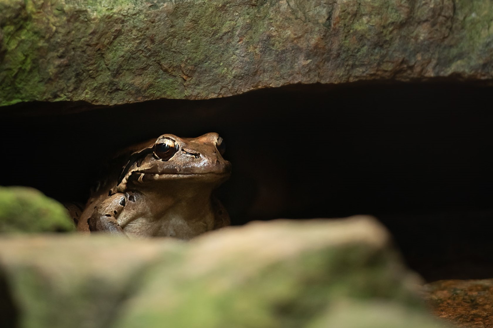 Mountain chicken frog sits under a rocky ledge