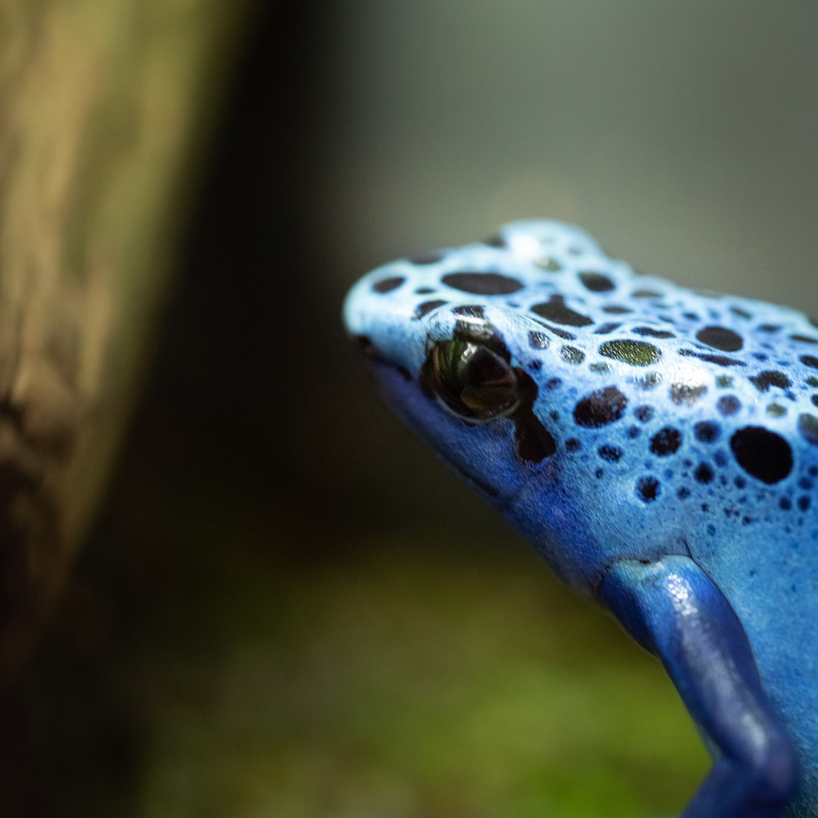 Blue Poison Dart Frog at Jersey Zoo