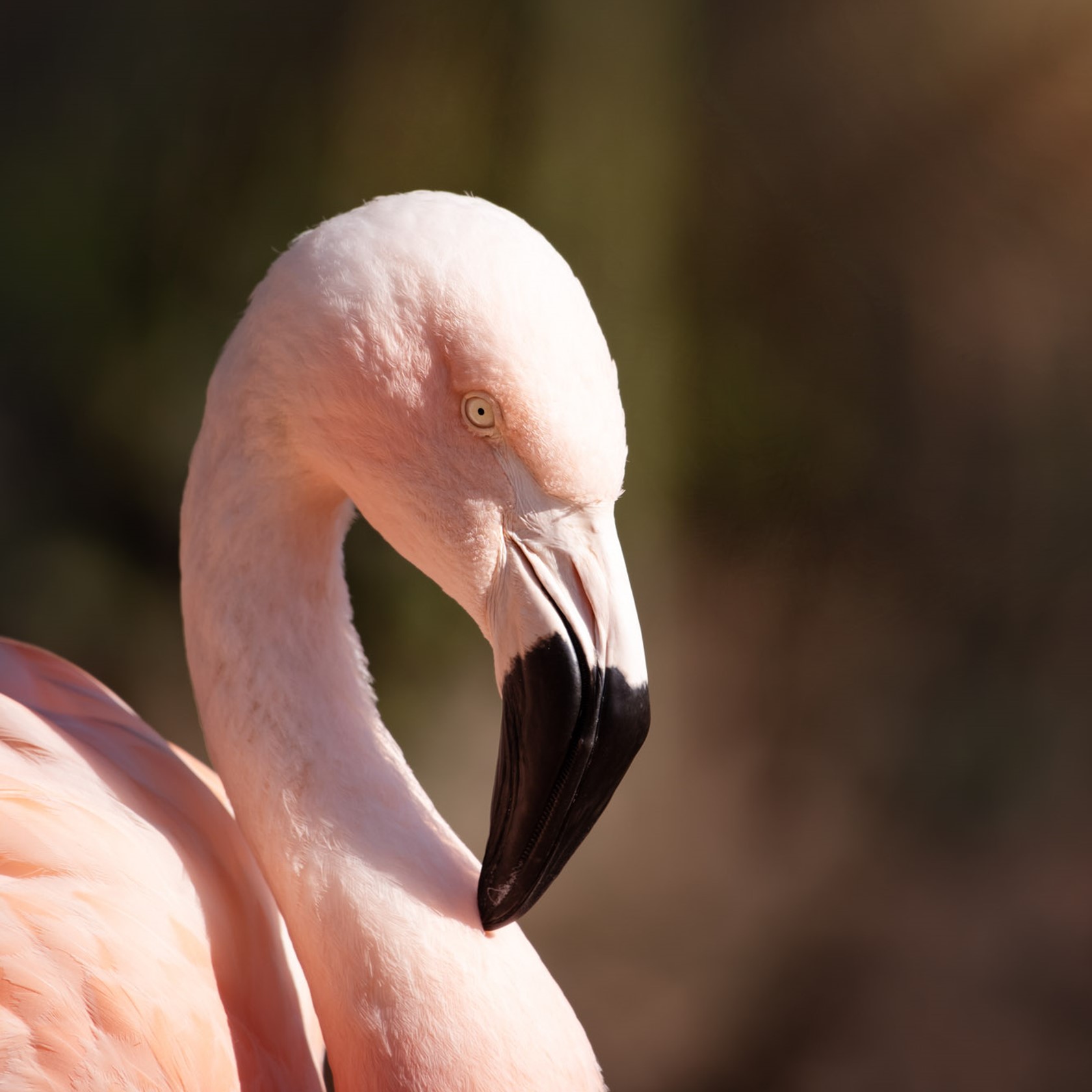 Chilean Flamingo at Jersey Zoo