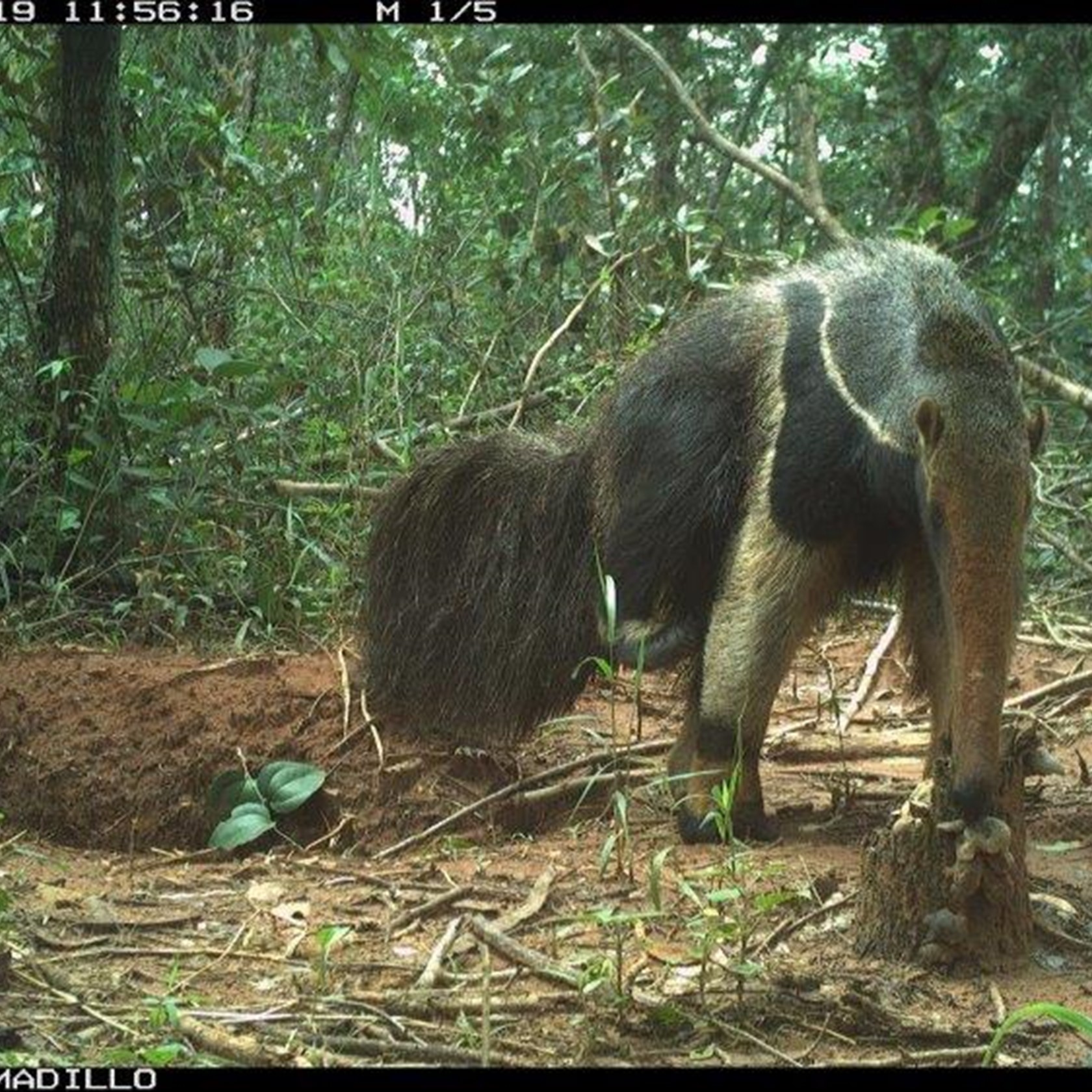 A Sample Of Camera Trap Images Fromt The Cerrado Field Work (5)
