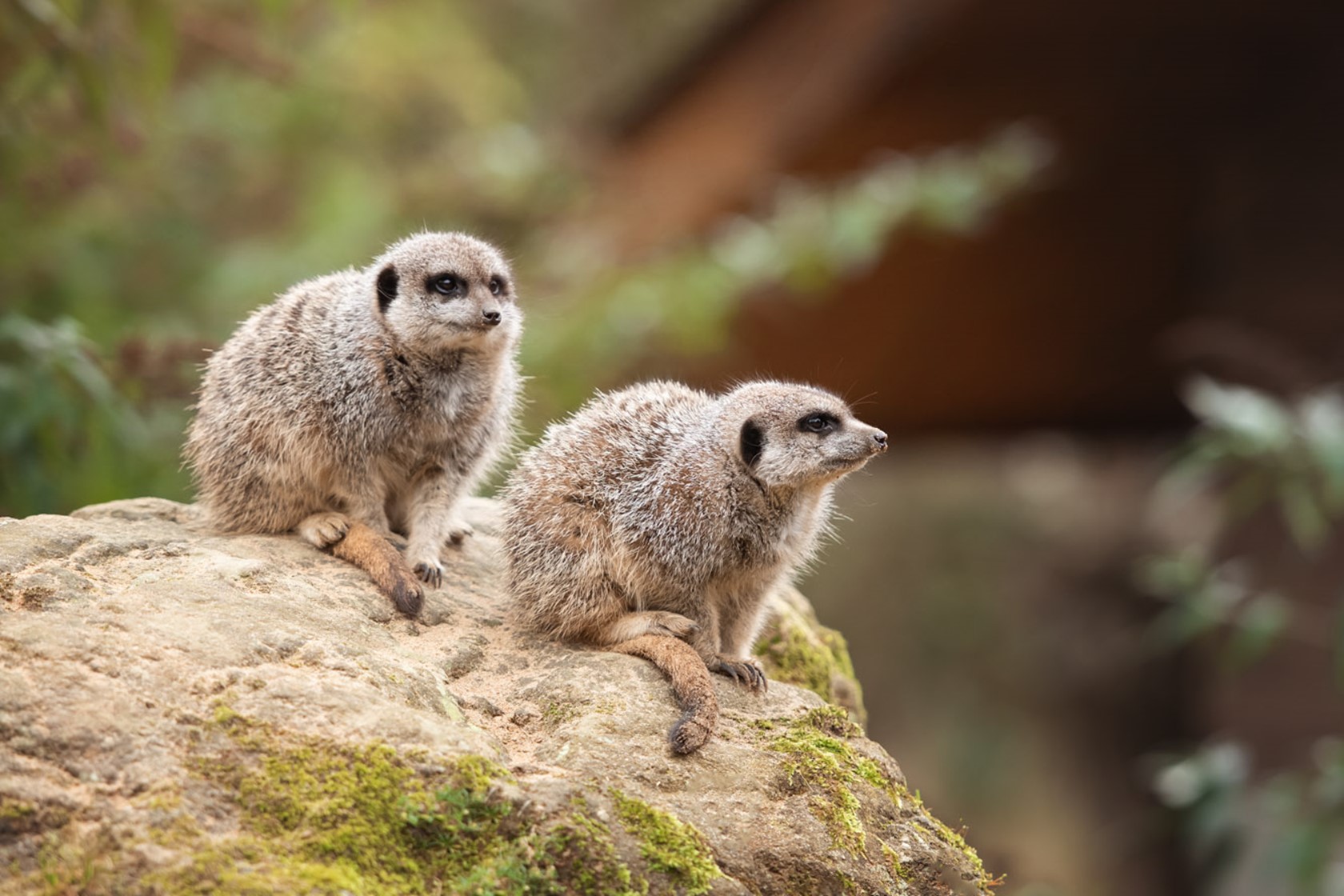 Two Slender Tailed Meerkats perch on a rock at Jersey Zoo