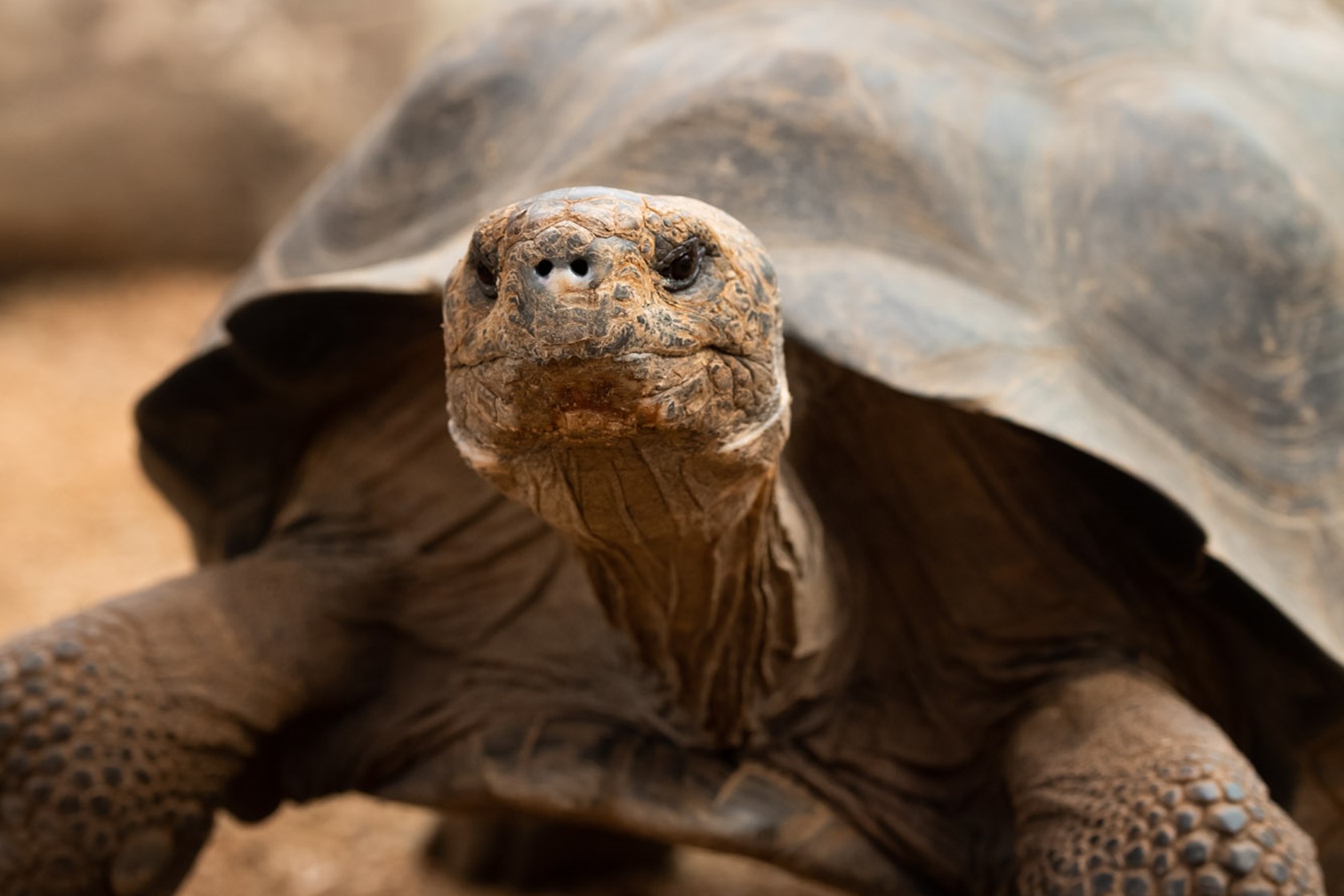 Galapagos Giant Tortoise 2021 01
