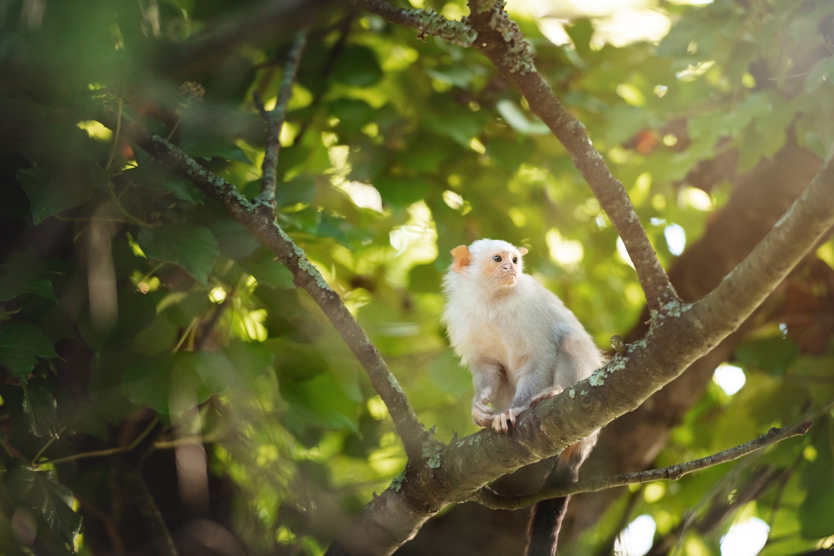 Silvery marmoset in a tree at Jersey Zoo