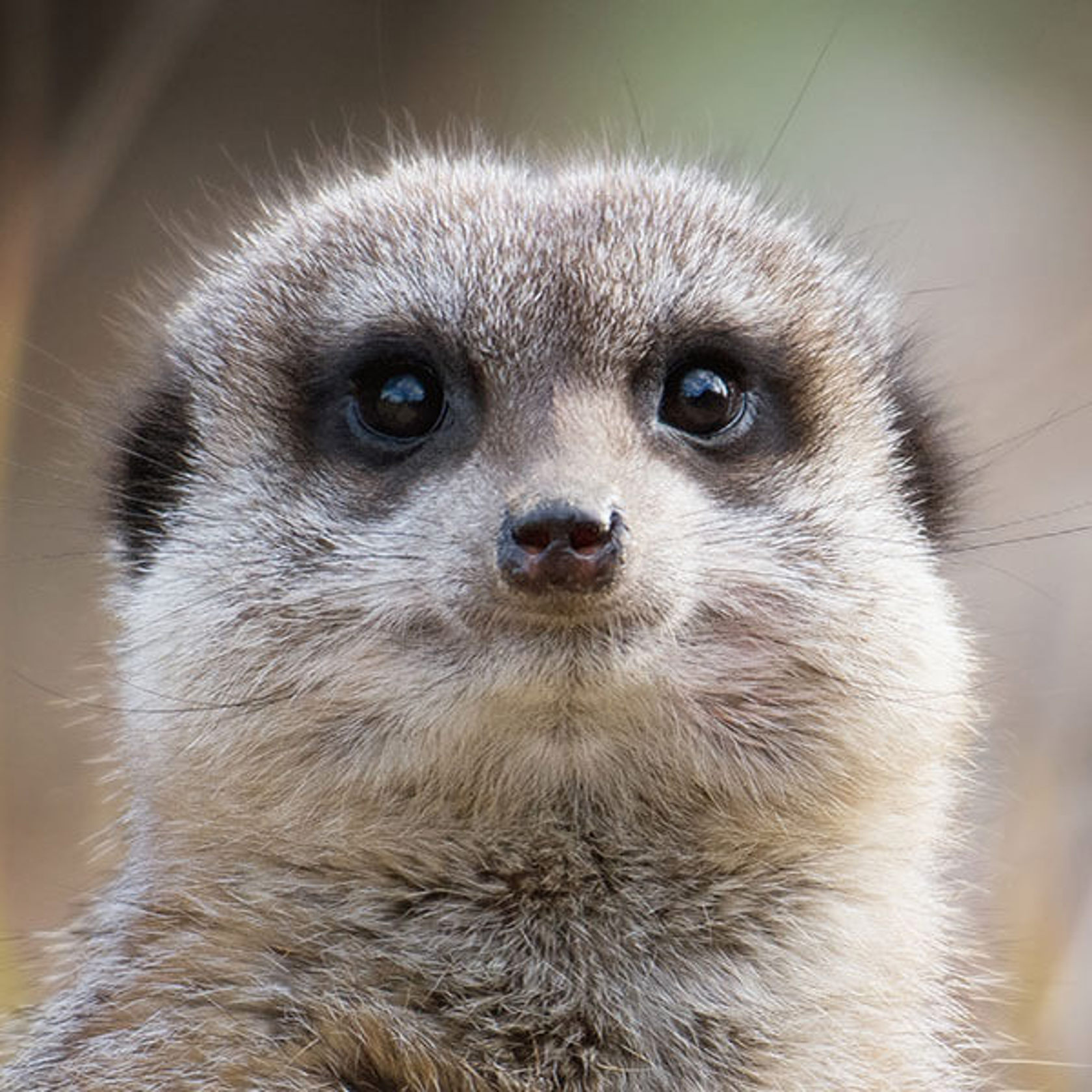 Meerkat Encounter