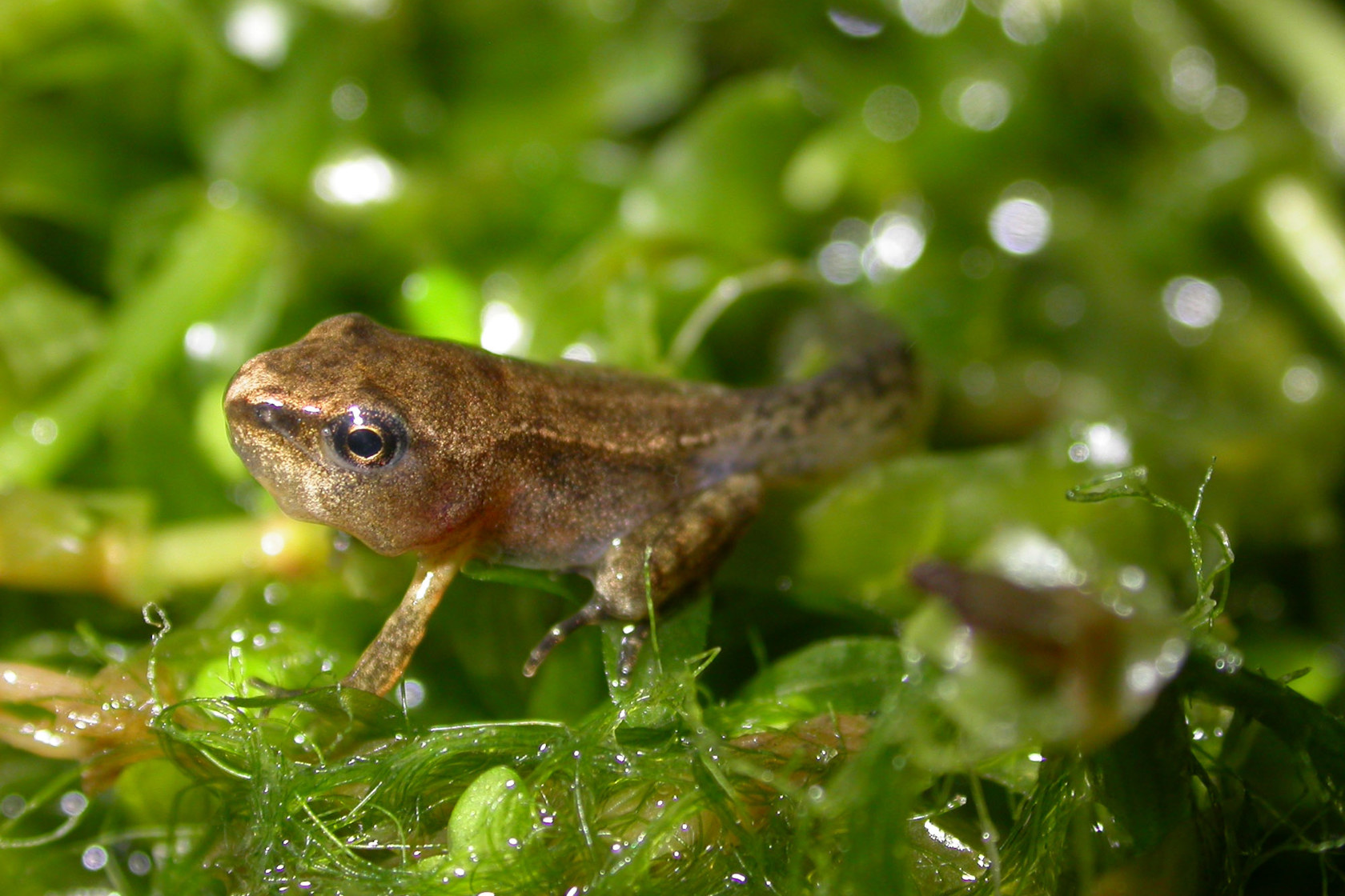 Agile Froglets Gregory Guida (2)