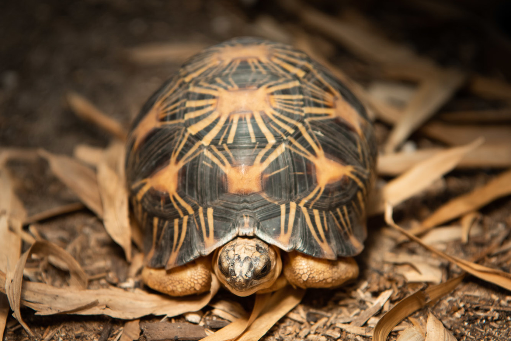 Ploughshare tortoise | Durrell