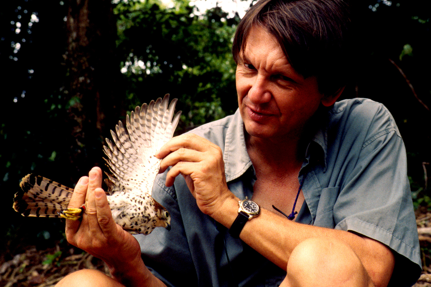 Carl Jones Mauritius Kestrel