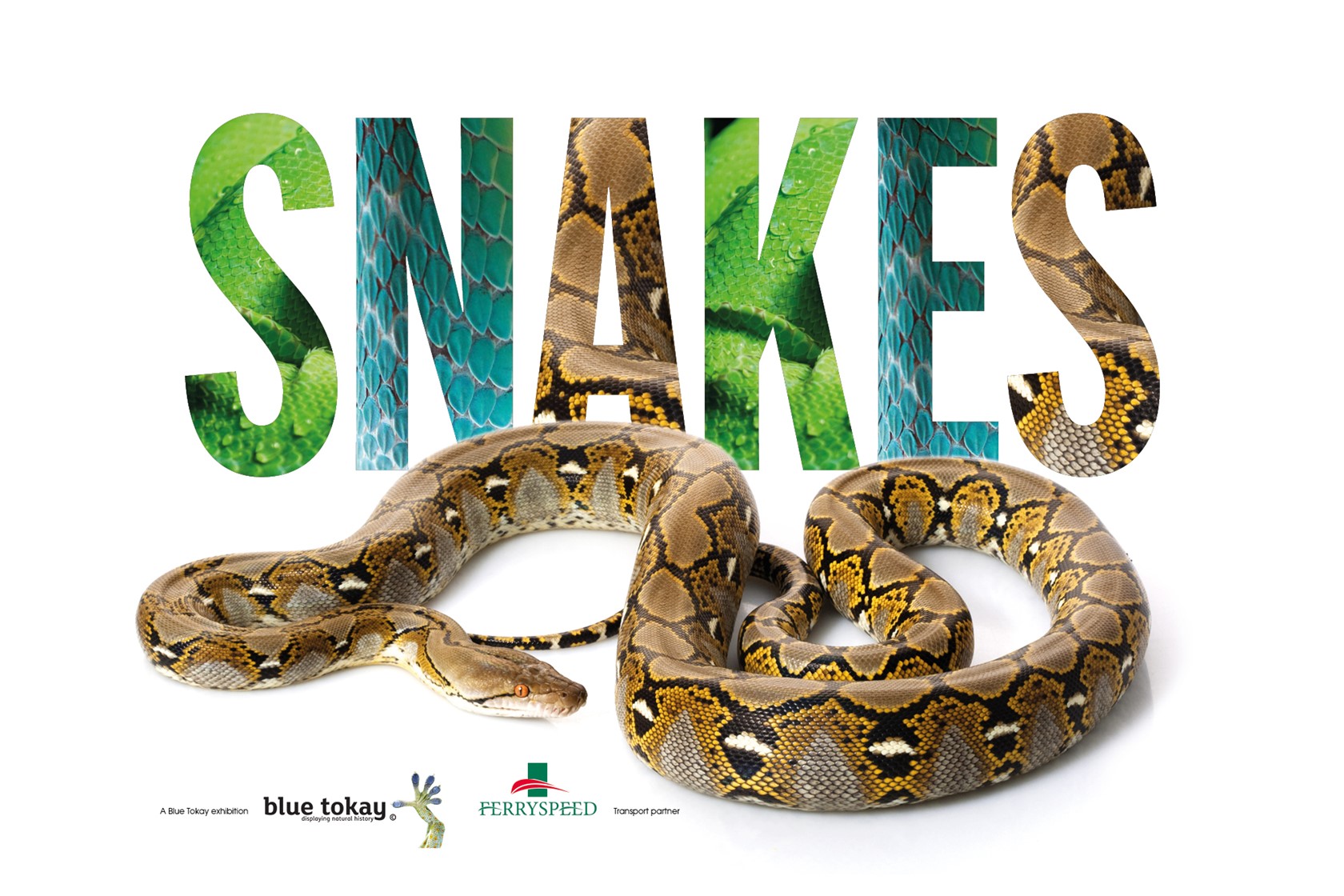 5008 Snakes Web Event Image 2000 X 1333