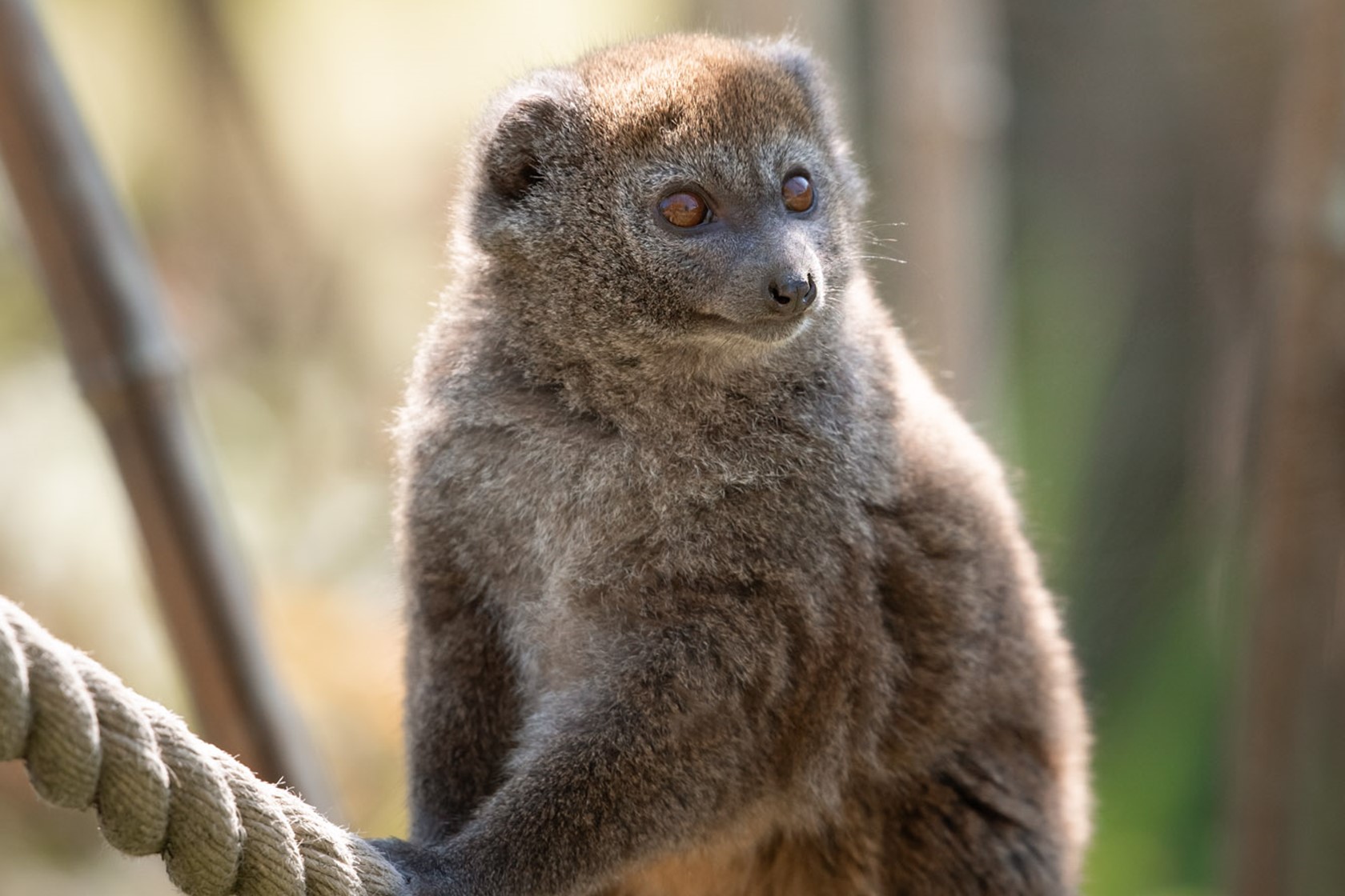 Alaotran Gentle Lemur 2021 06