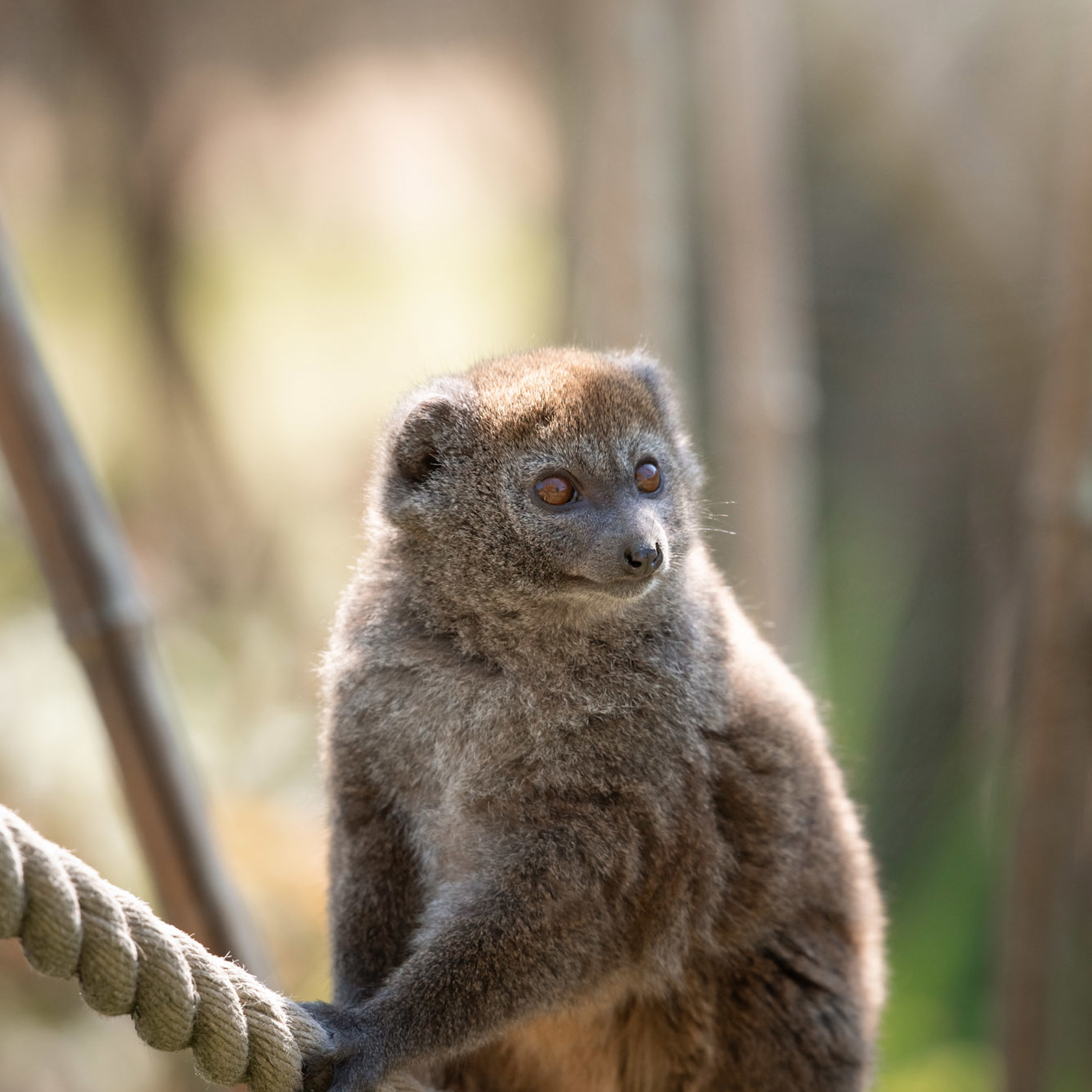 Alaotran Gentle Lemur 2021 06