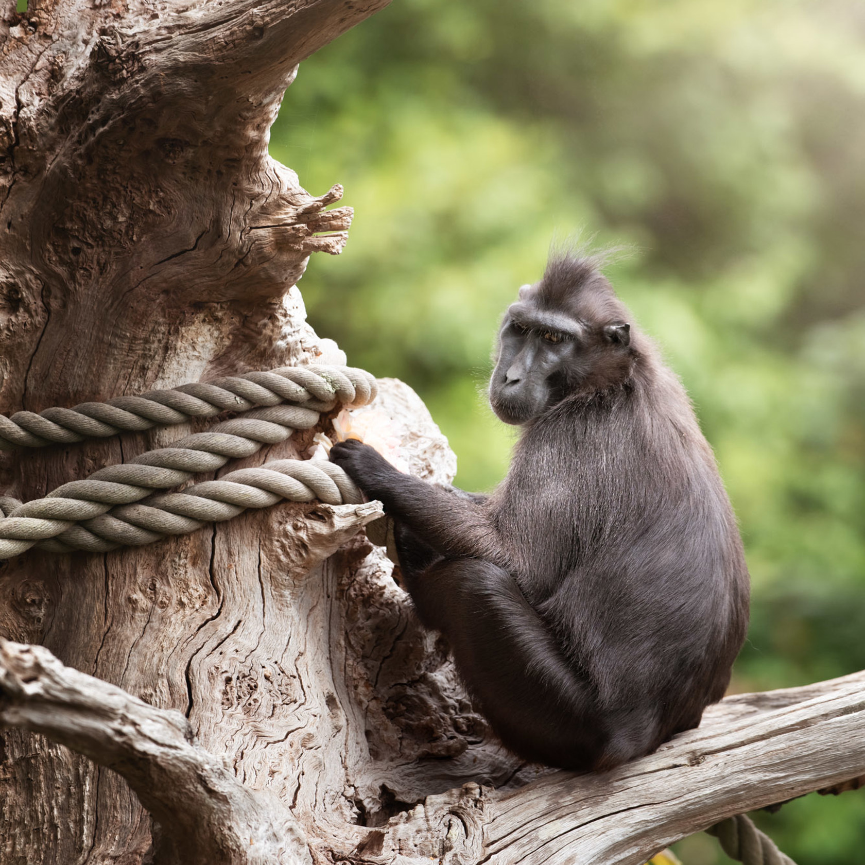 Sulawesi Crested Black Macaque perched on a tree at Jersey Zoo