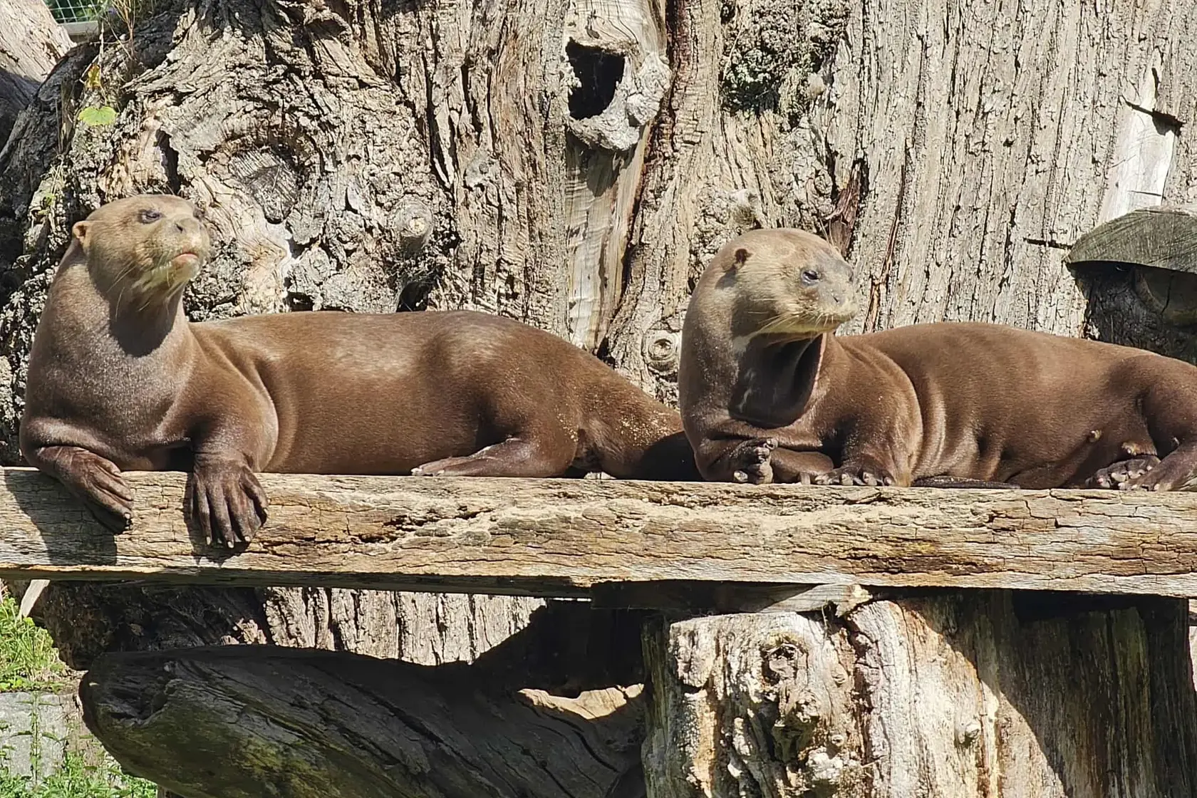 Otters