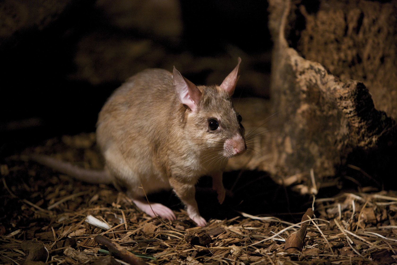 Giant Jumping Rat Gregory Guida