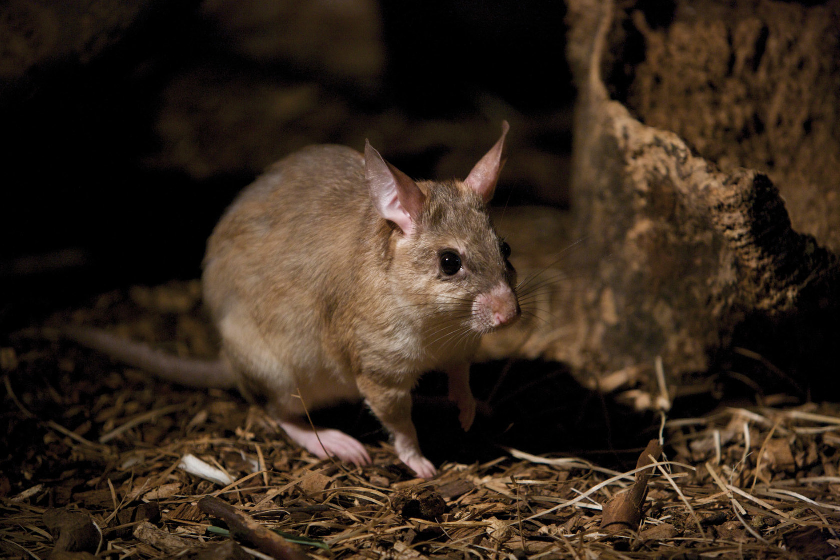 Giant Jumping Rat Gregory Guida