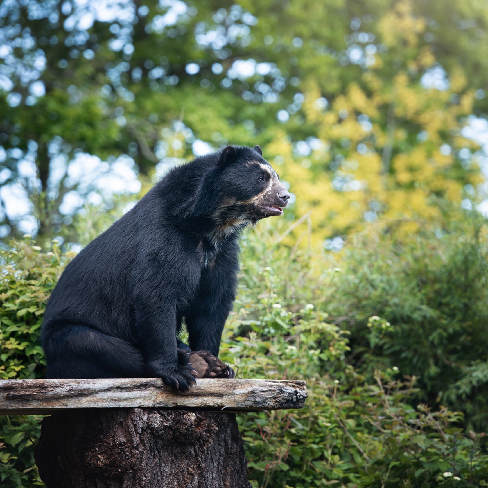 Spectacled Bear 2021 07