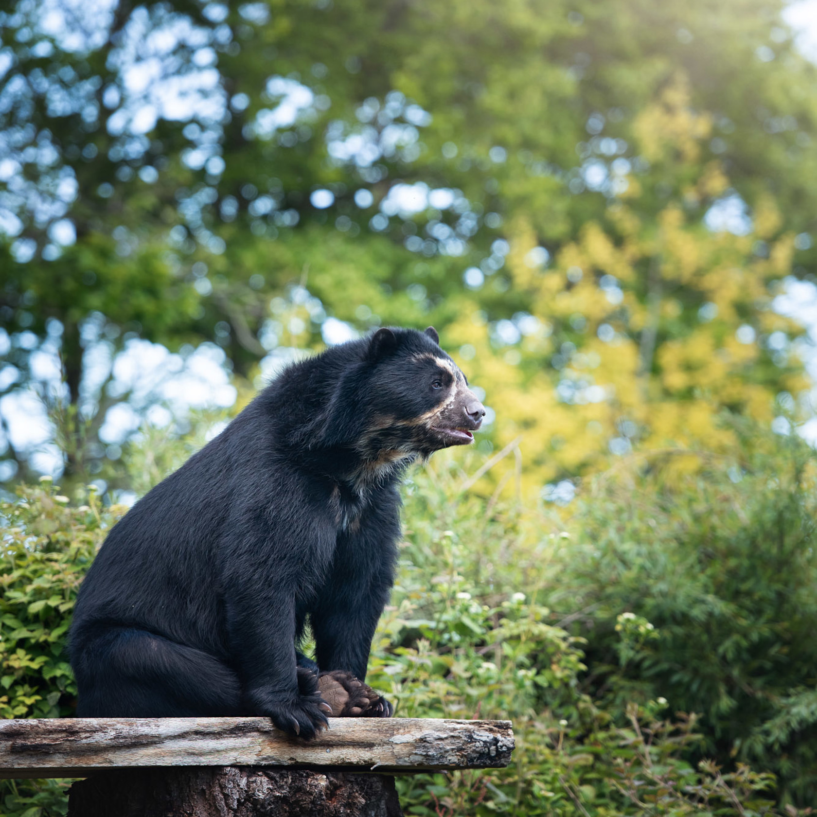 Spectacled Bear 2021 07