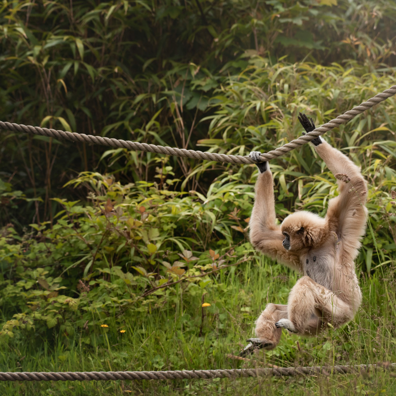 White-handed gibbon swings across a rope at Jersey Zoo