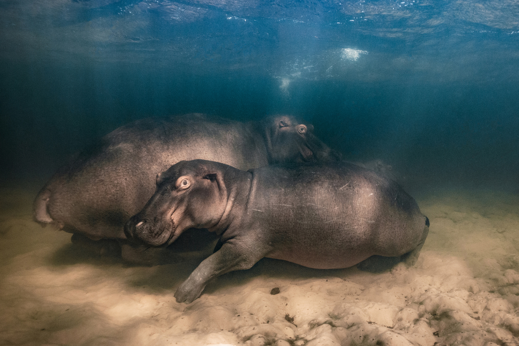 Option 2 Thumb Wildlife Photographer Of The Year 2024 Website Event Images 2000Px X 1333Px