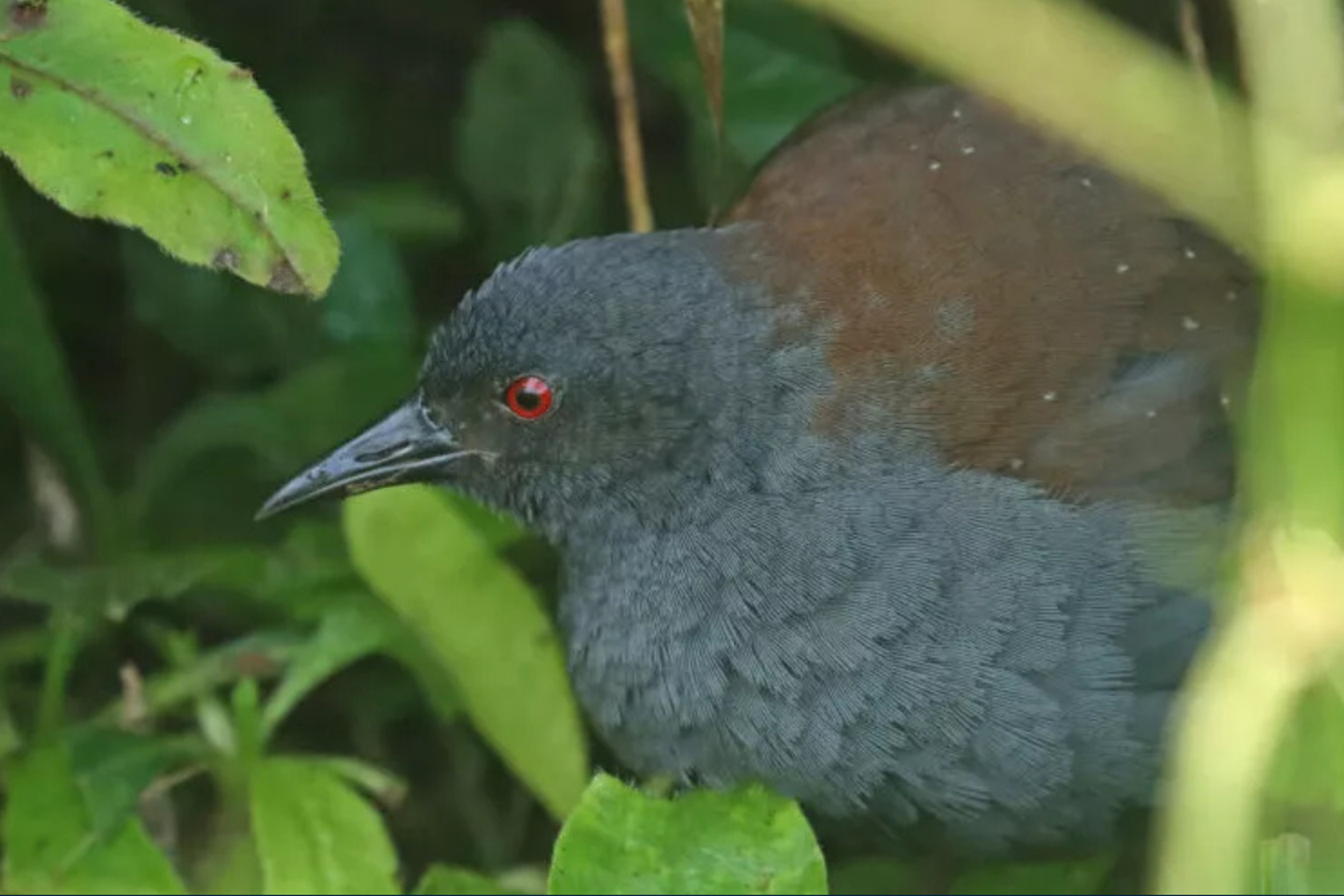 Galapagos Rail By Bren Ram Island Conservation