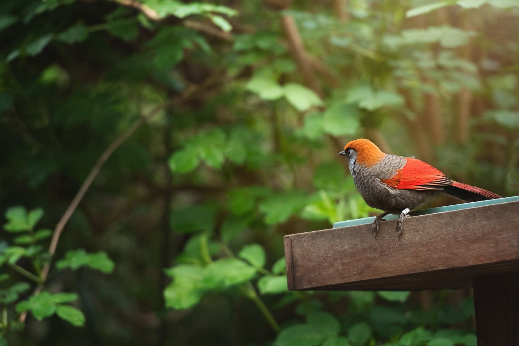 Red Tailed Laughingthrush 2021 04