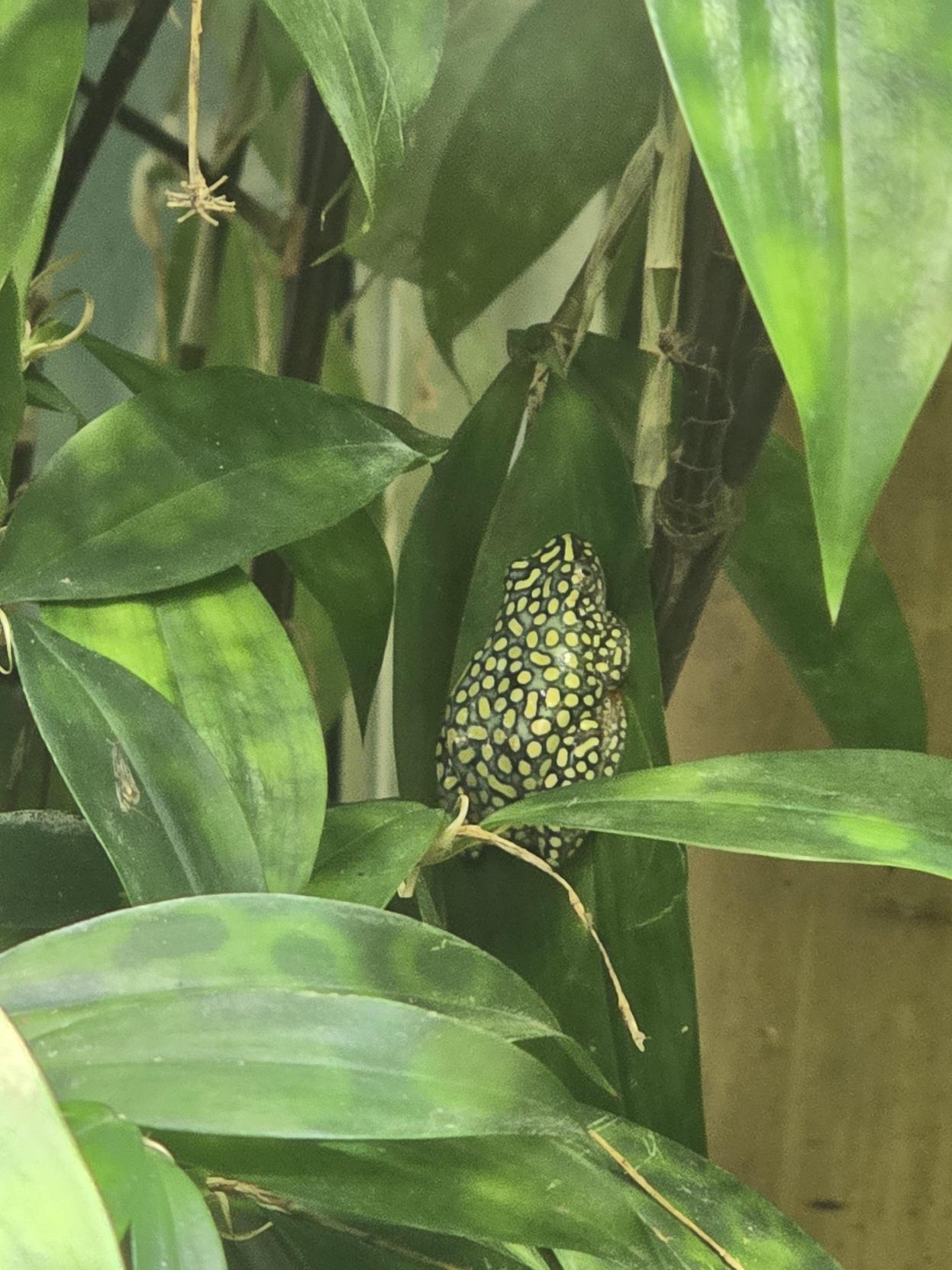 Starry Night Reed Frog