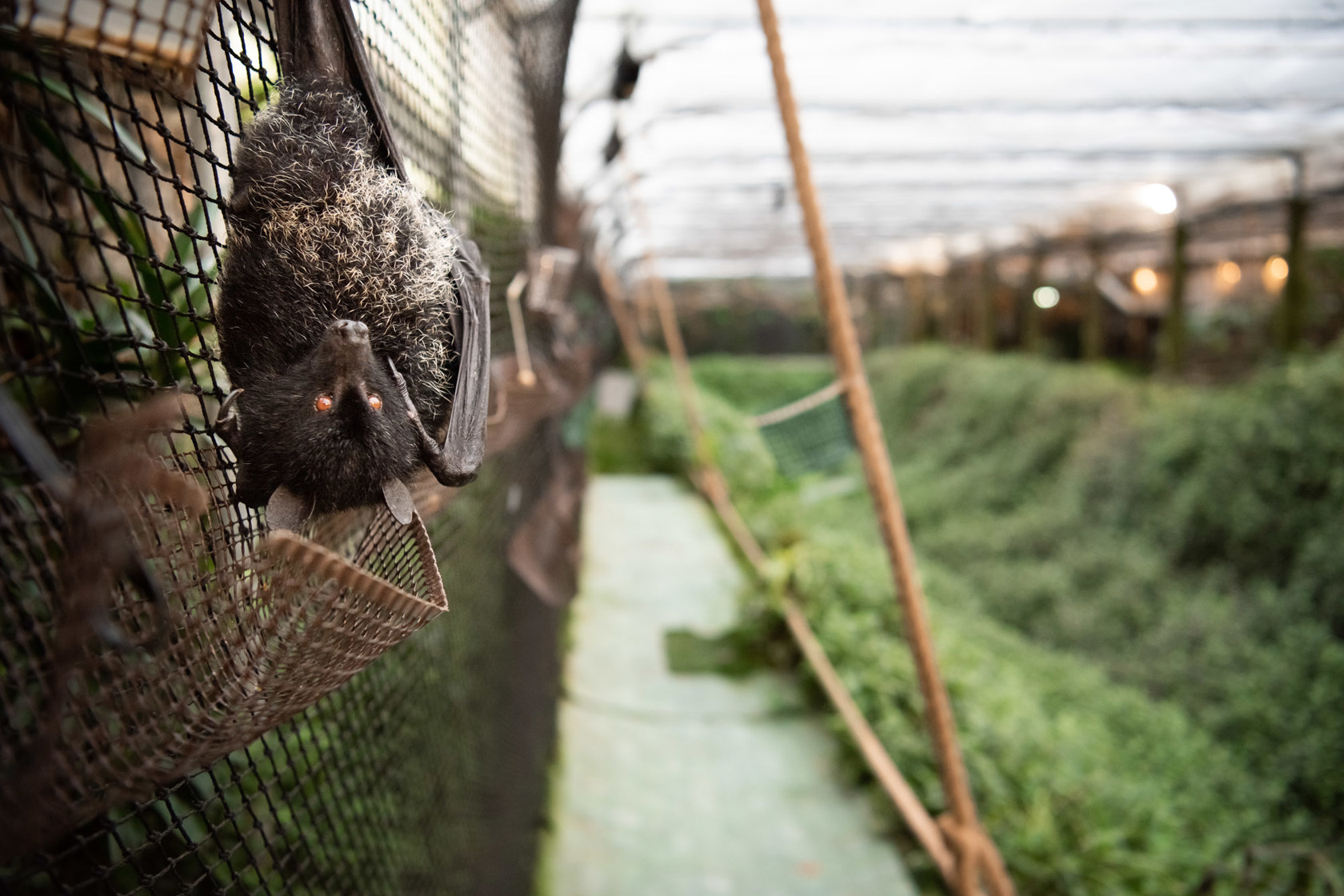 Livingstone's Fruit Bat 2021 06