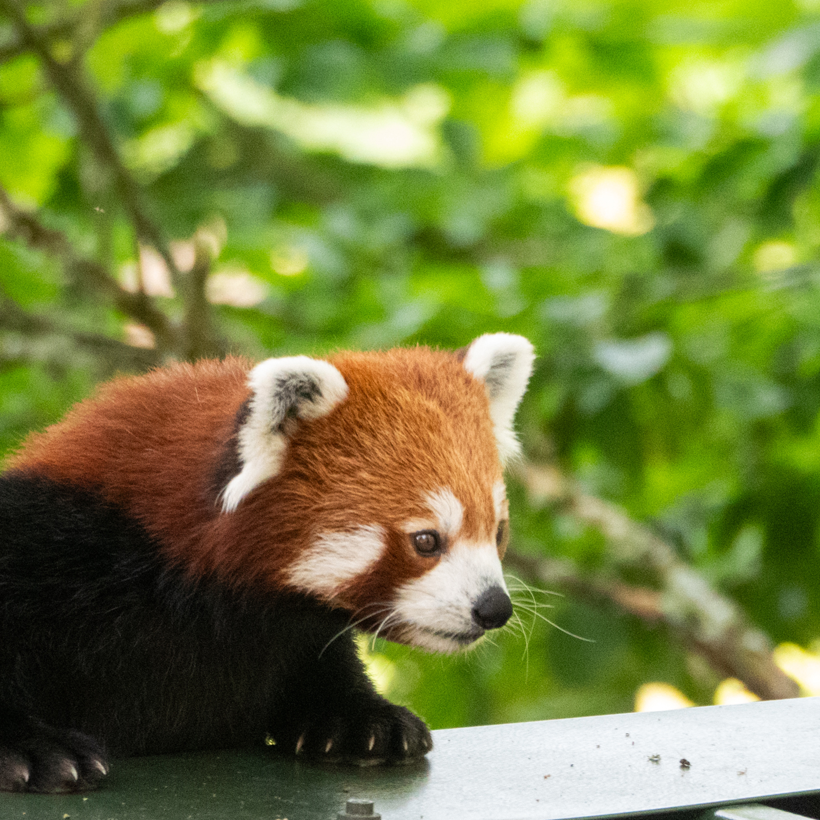 Esha Red Panda Credit Harding Lee Media4