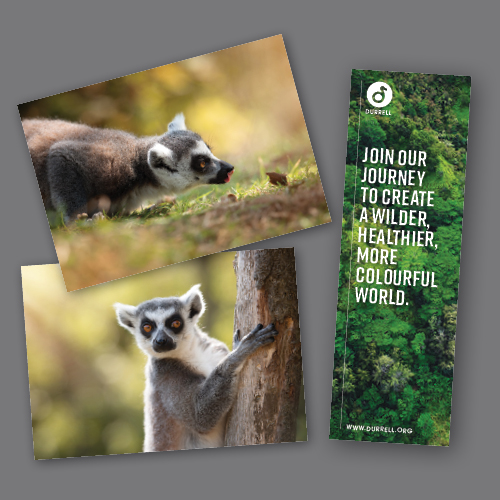 Dwct Adoptions Lemurs4
