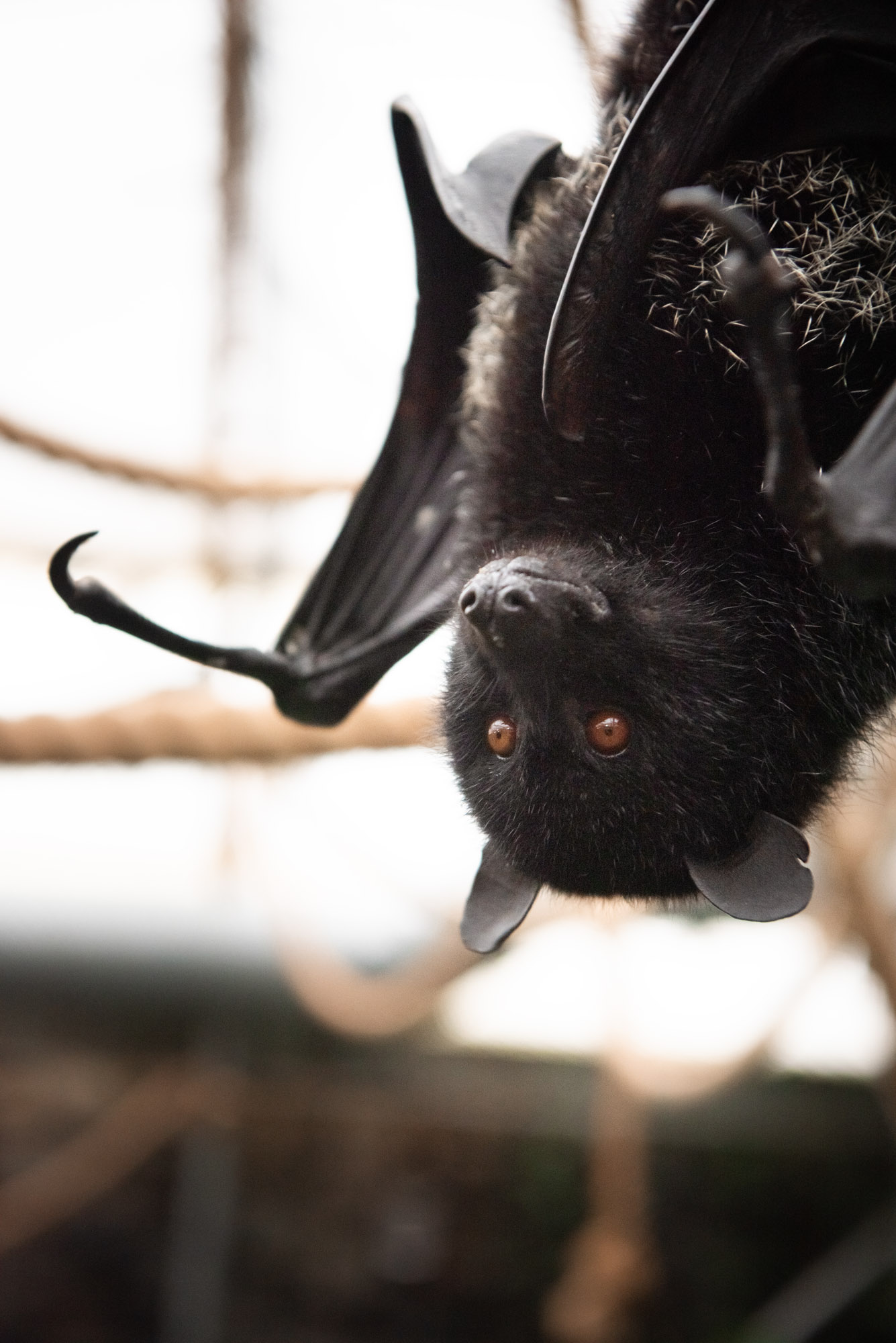 Jersey Zoo Bat Encounter | Durrell