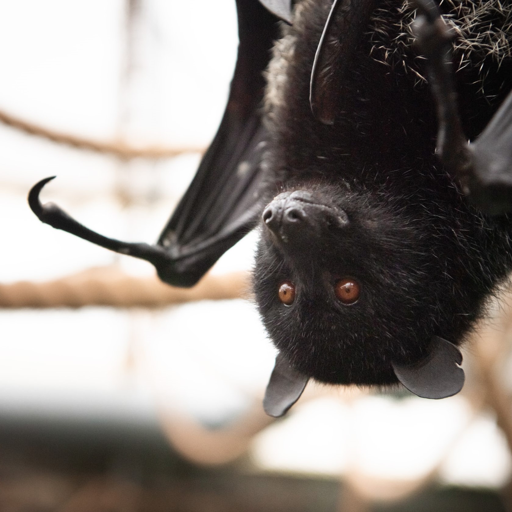 Jersey Zoo Bat Encounter | Durrell
