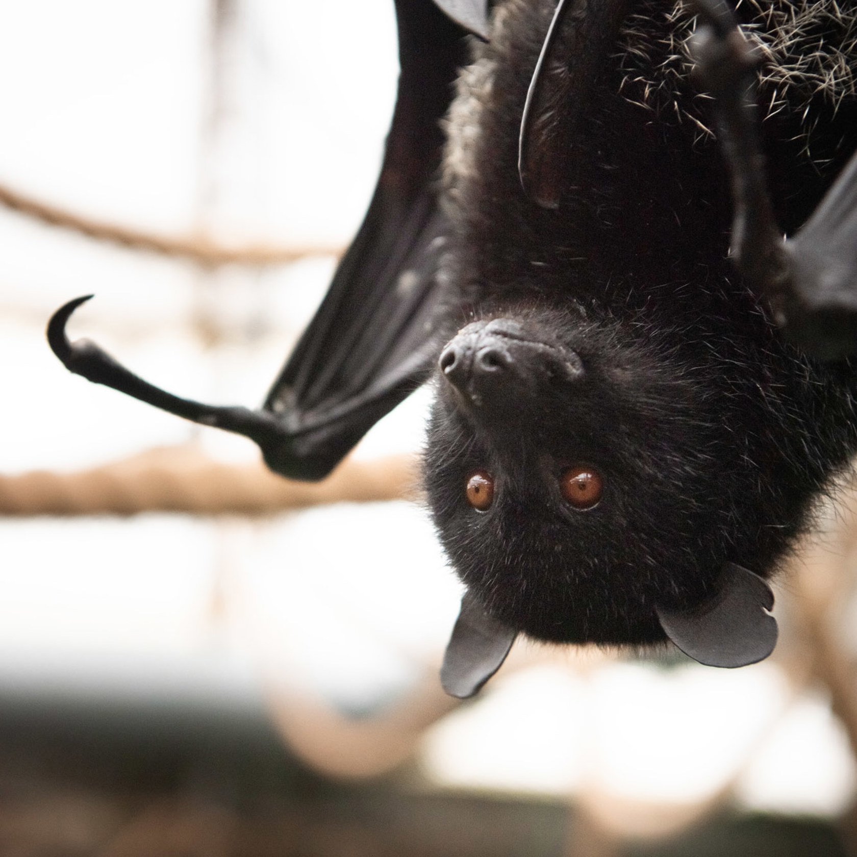 Jersey Zoo Bat Encounter | Durrell Jersey Zoo Bat Encounter | Durrell