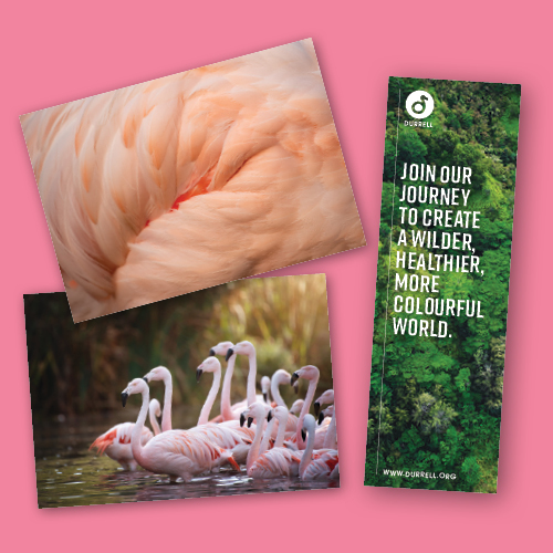 Dwct Adoptions Flamingo4