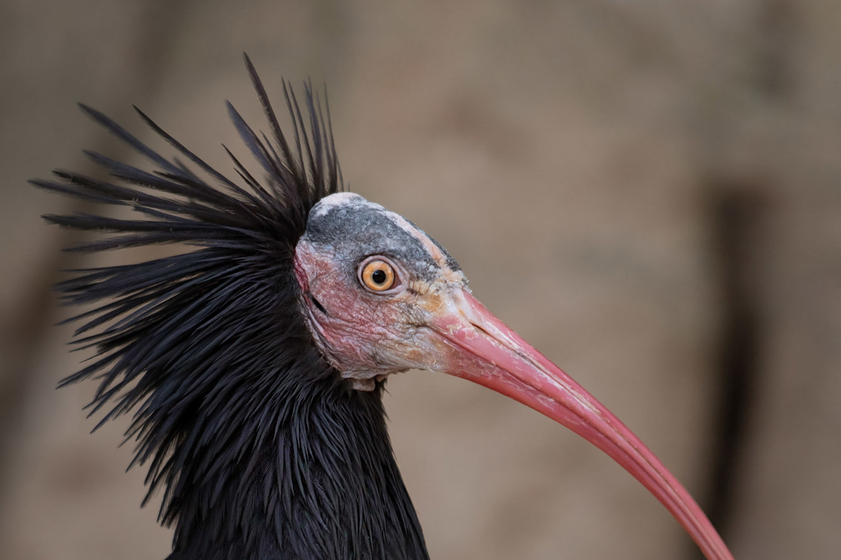 Northern Bald Ibis 2021 10