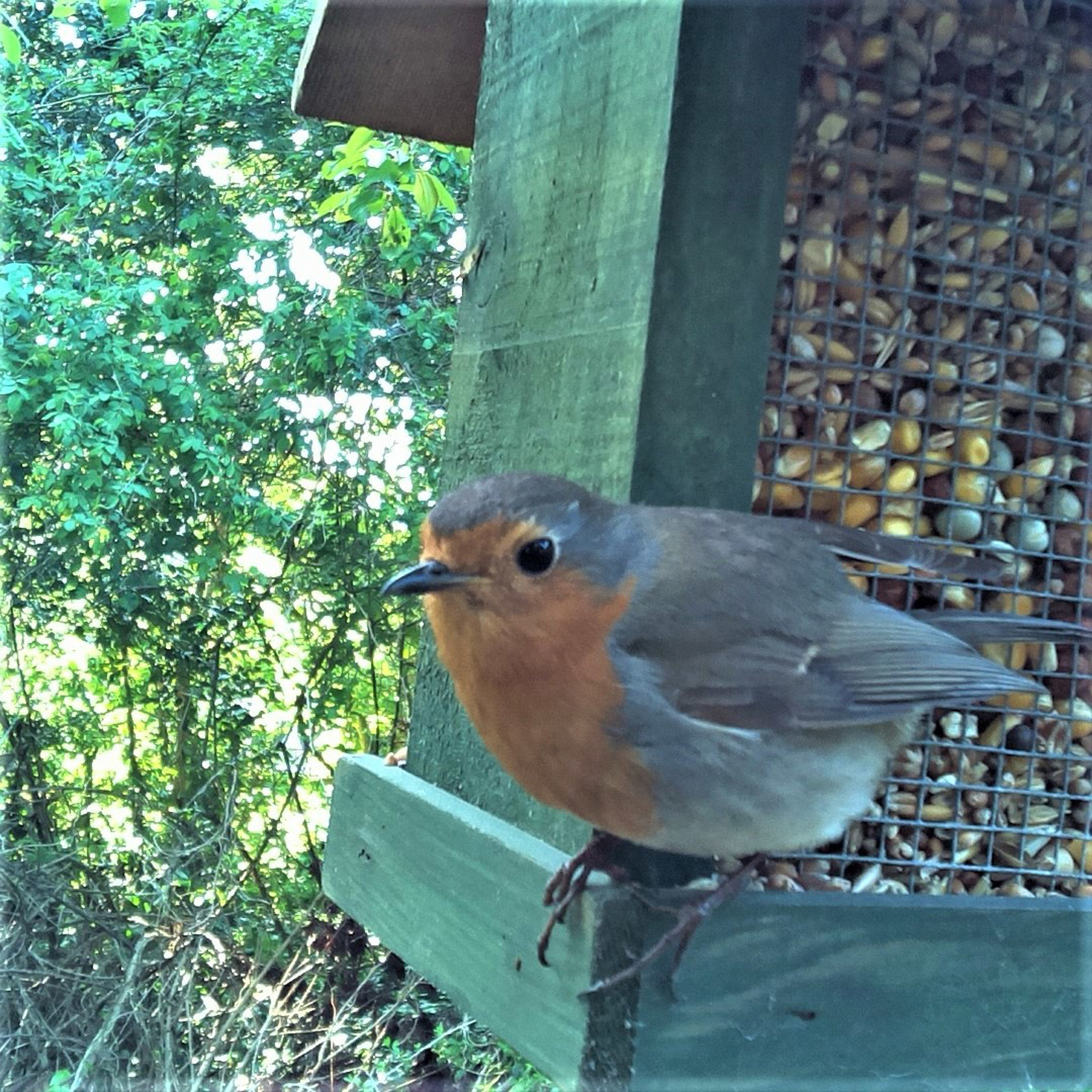 05 Nelia (Mont A L'abbe) Robin