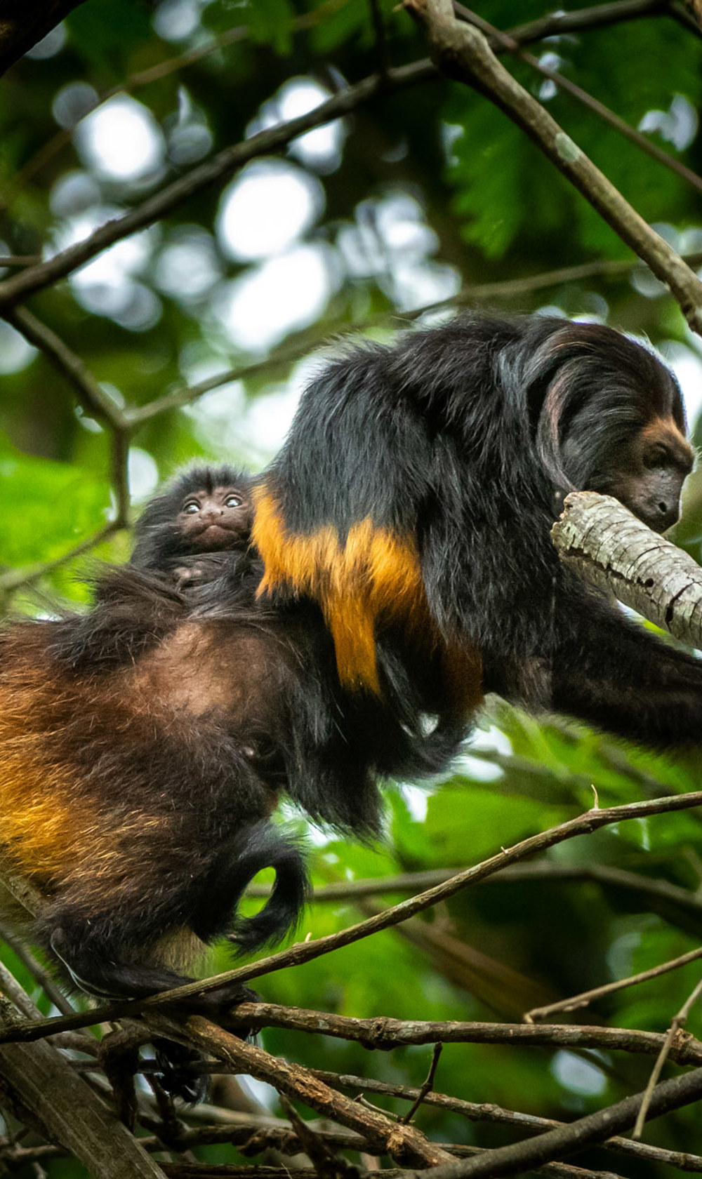 Rezende Black Lion Tamarin Brazil Species Image Credit Luis Palacios (5)