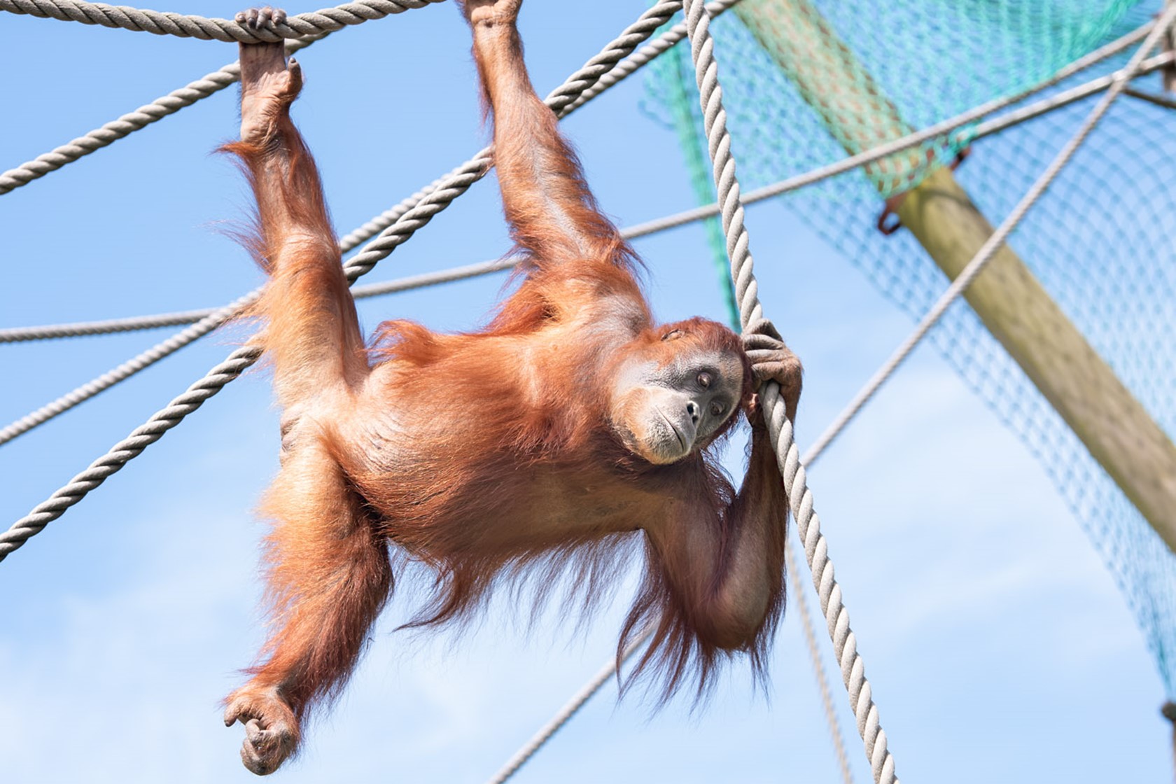 Sumatran Orangutan 2021 03
