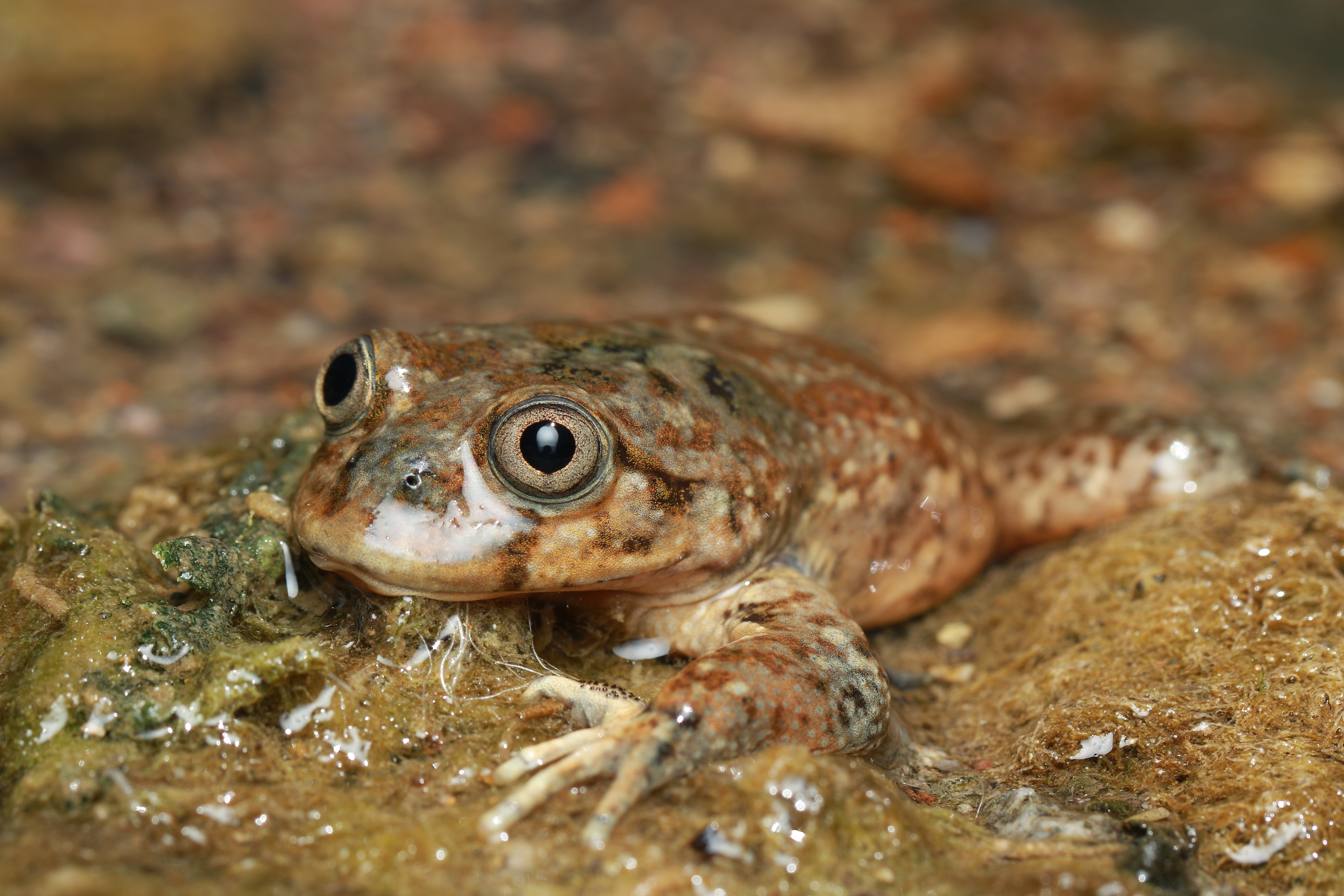 Umbraco.Cms.Core.Models.MediaWithCrops`1[Website.Models.Image]