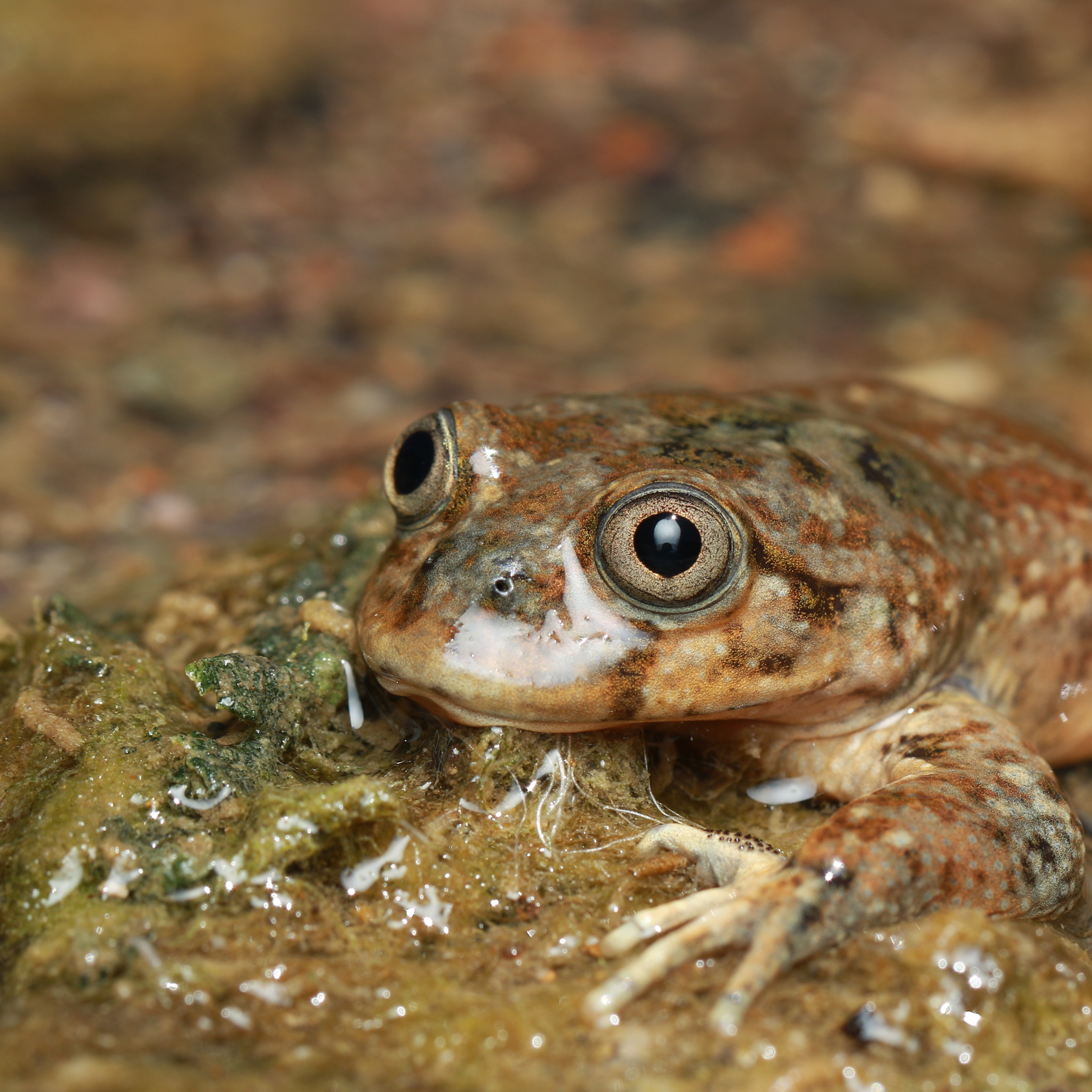 T Pefauri Nicolas Revolledo