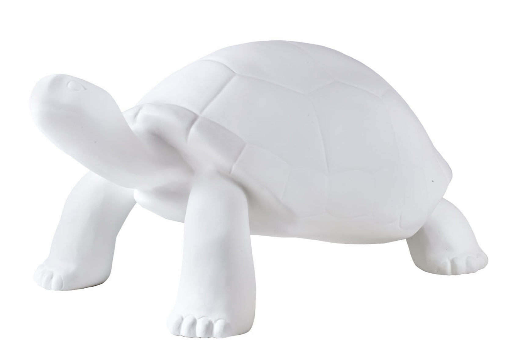 Blank Tortoise