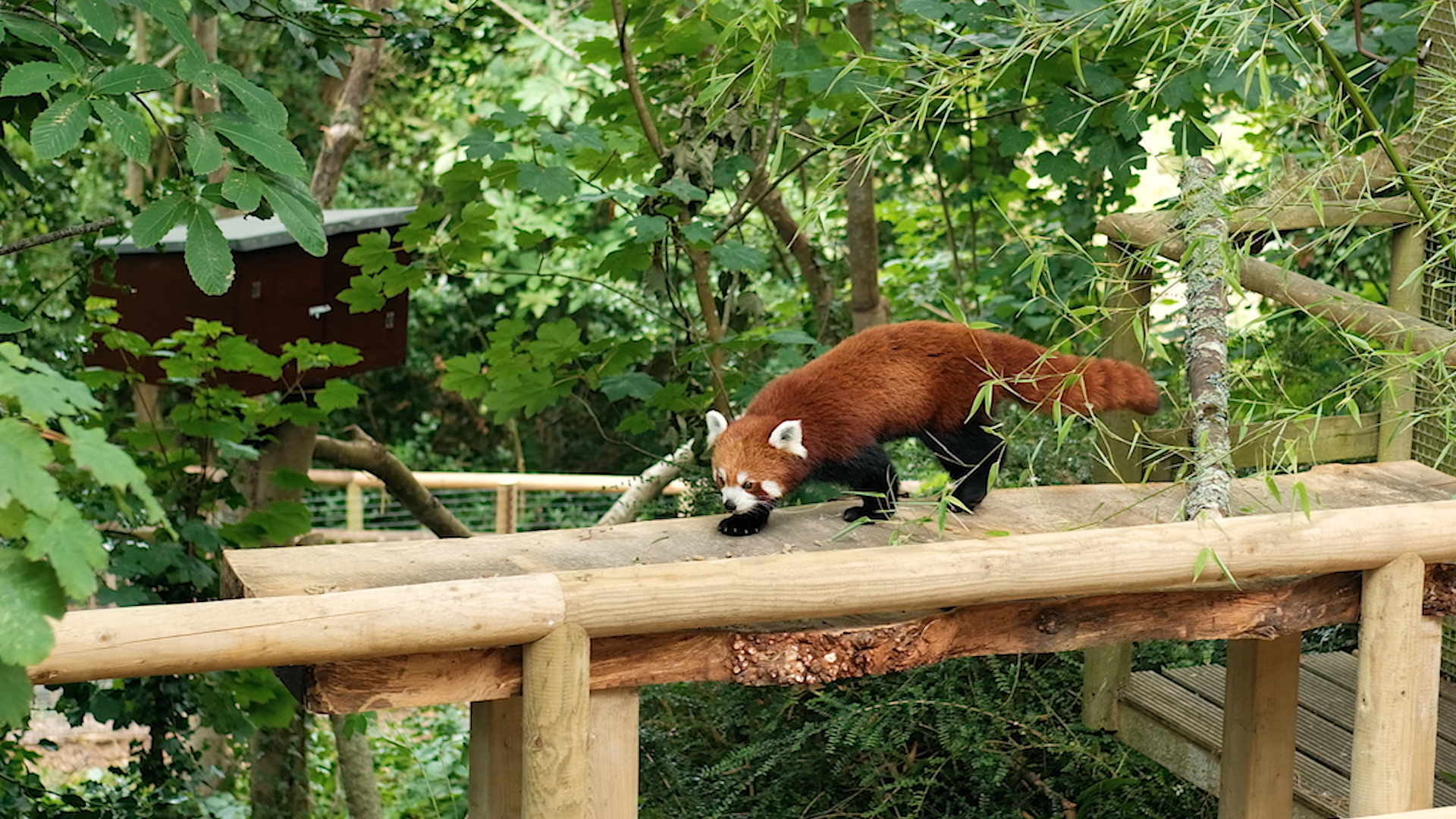 Red Panda Still 2