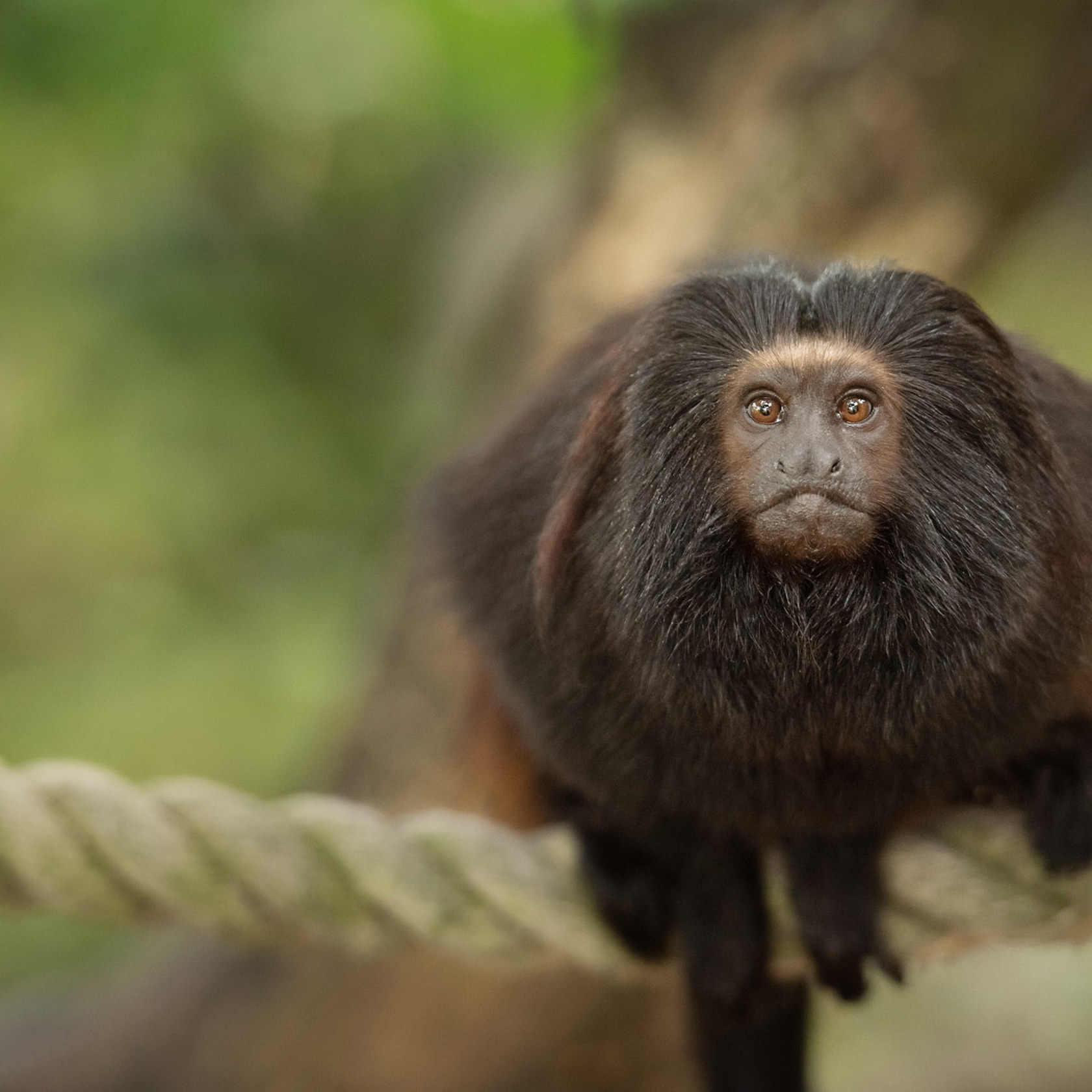 Black lion tamarin sits on a rope at Jersey Zoo