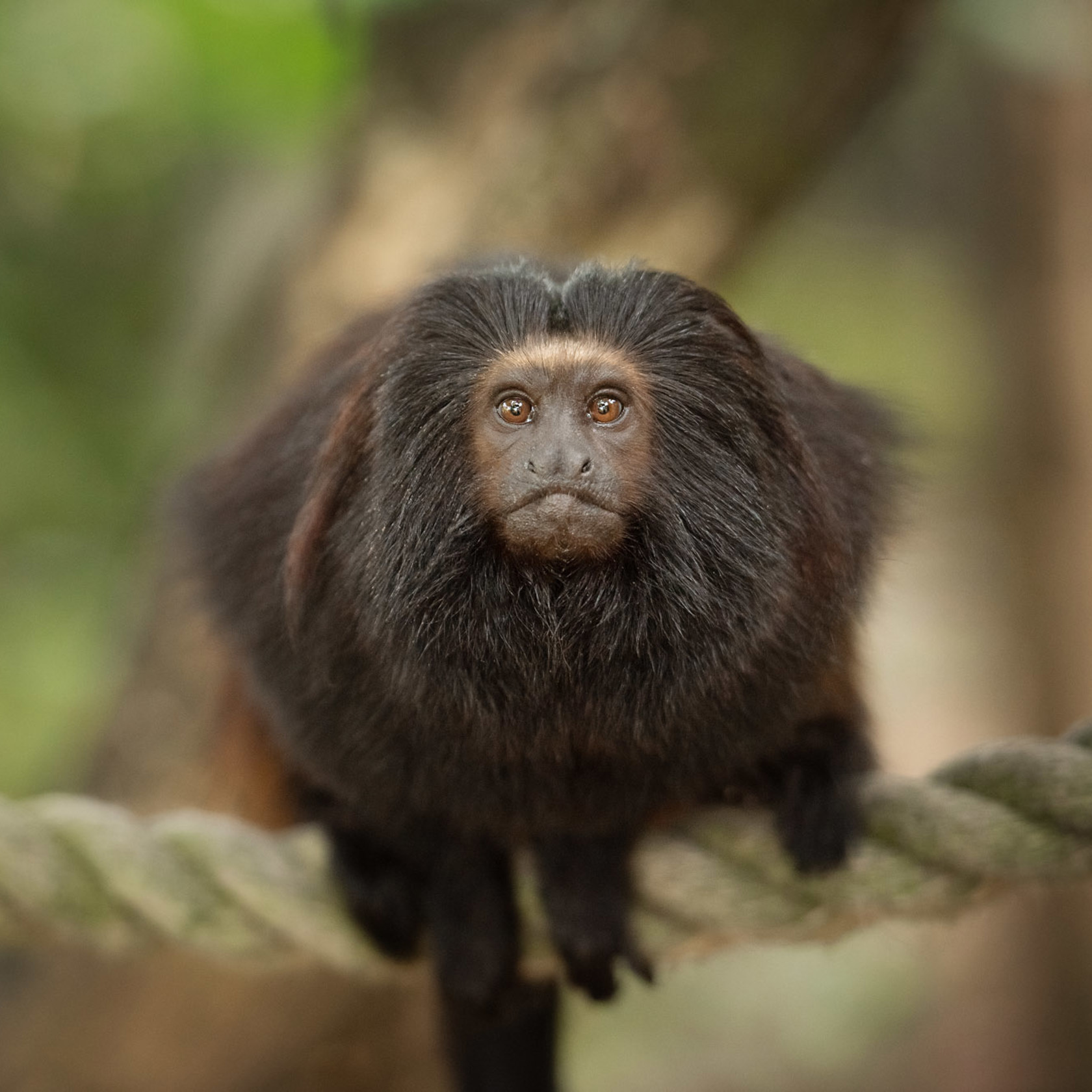 Black lion tamarin sits on a rope at Jersey Zoo