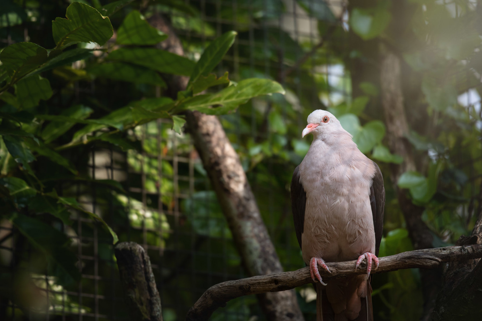 Pink pigeon at Jersey Z00