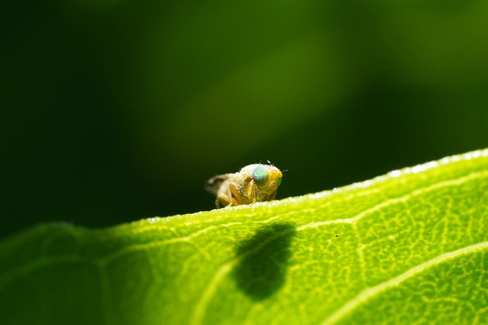 Drosophilidae