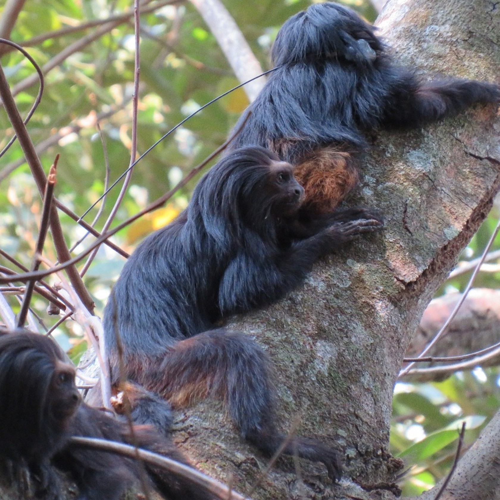 Tamarins Joaovitormedeiros